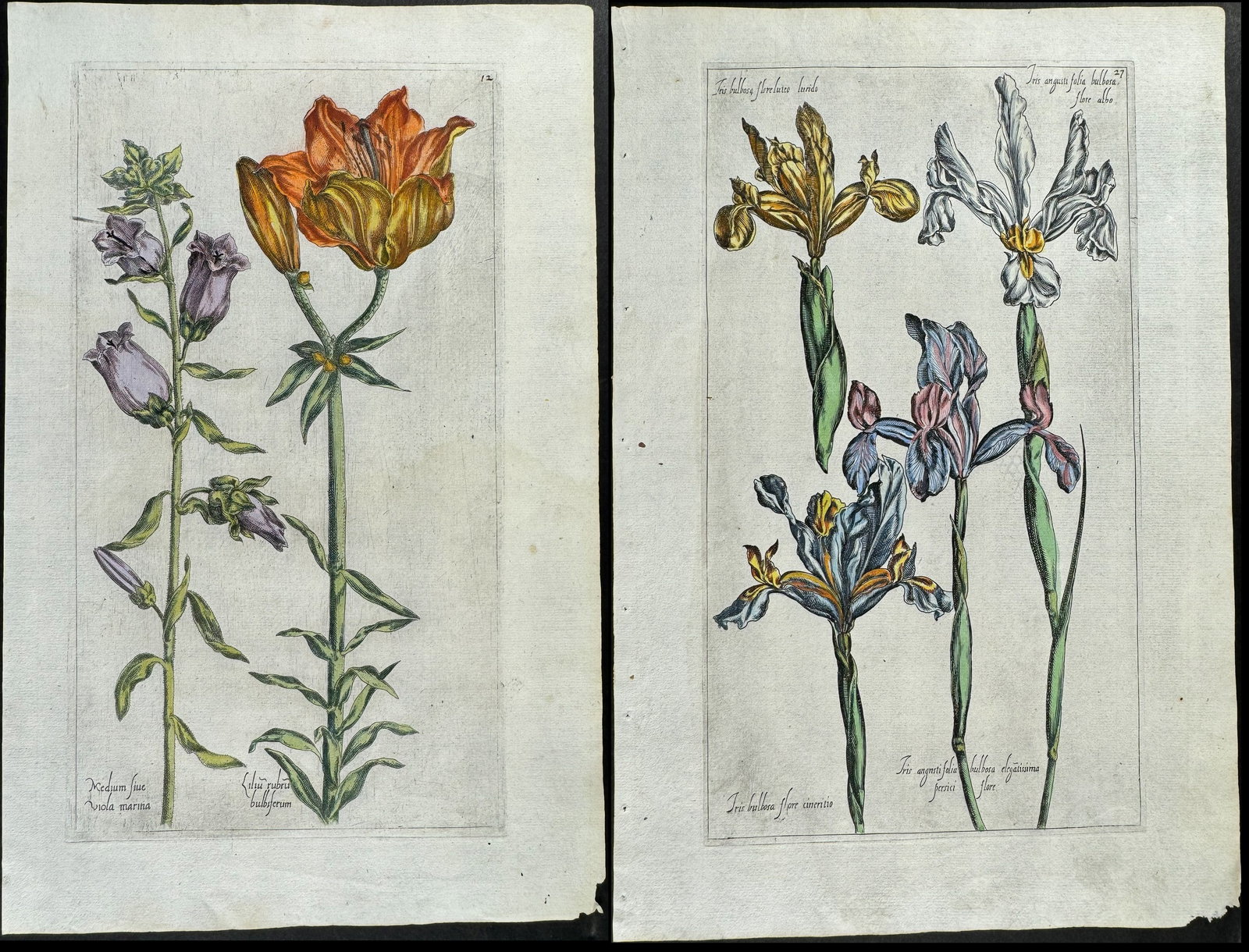 Vallet & Robin - 3 Botanical Engravings: Lily, Iris (1 of 4)