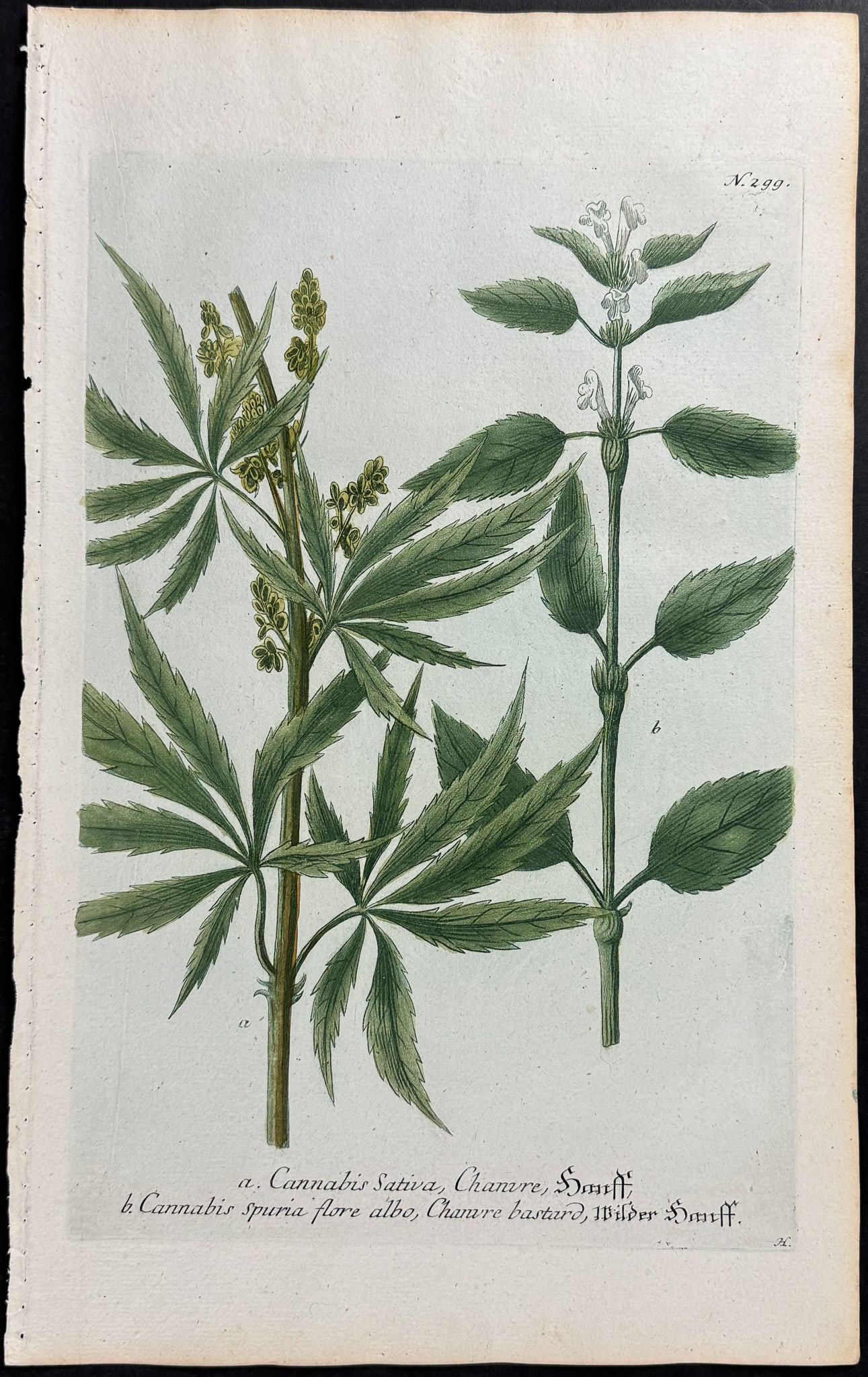 Weinmann - Marijuana, Cannabis. 299 (1 of 1)