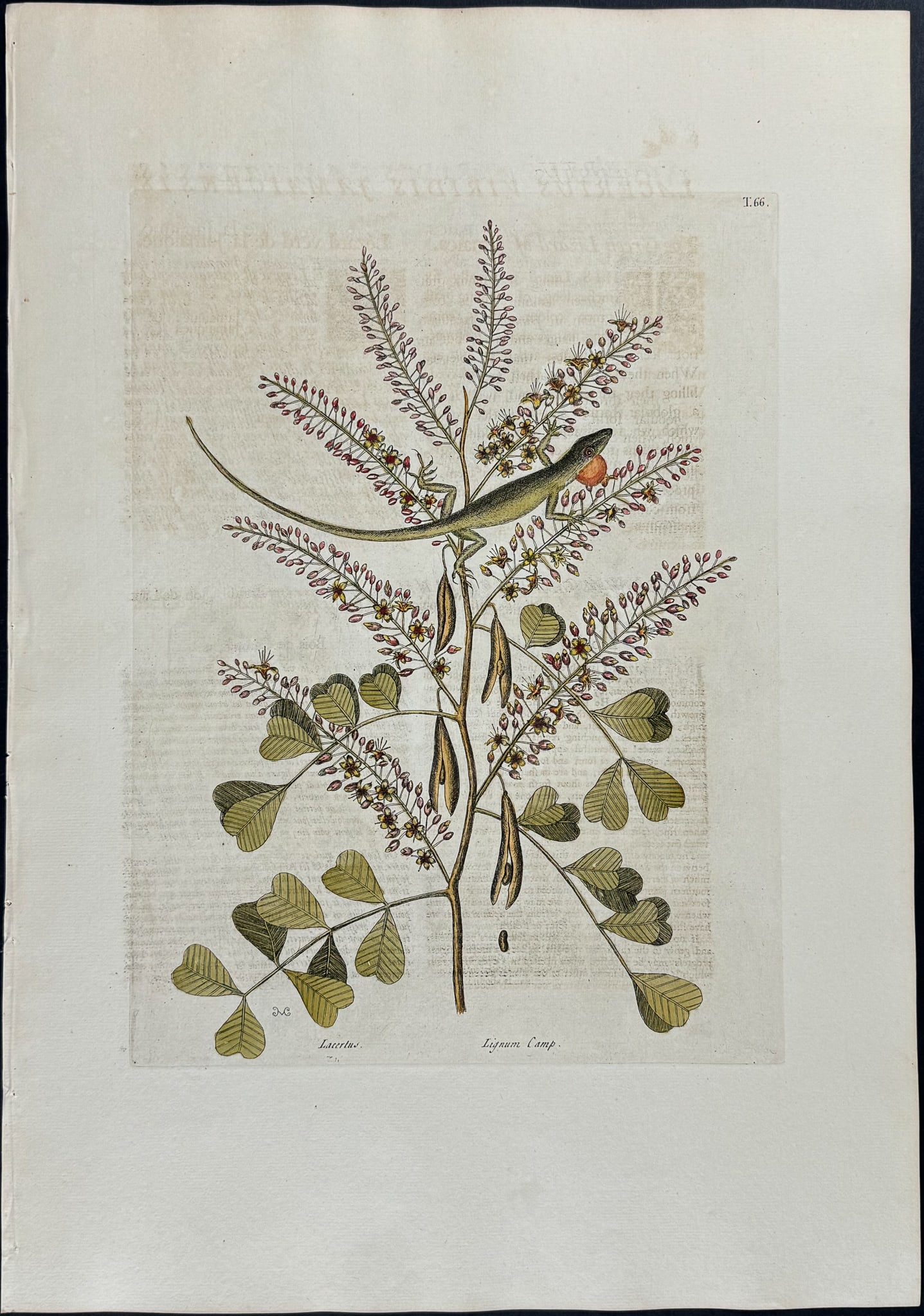 Catesby, Folio - Green Lizard of Jamaica with Logwood. 2-66: We are pleased to offer this stunning originally hand-colored engraving from Mark Catesby?s The Natural History of Carolina, Florida and the Bahama Islands: Containing the Figures of Birds, Beasts, Fi