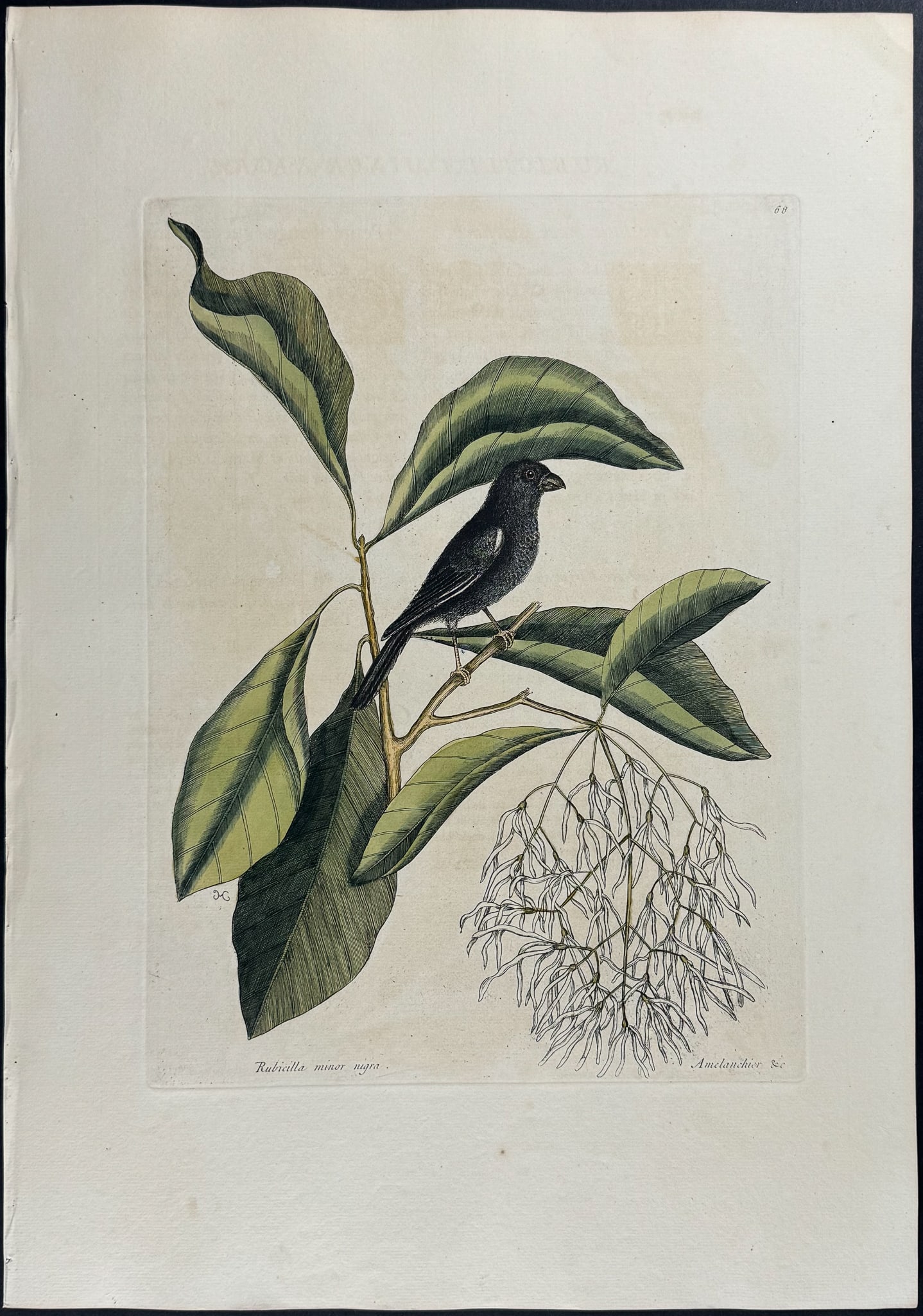 Catesby, Folio - Little Black Bullfinch with Fringe Tree. 1-68: We are pleased to offer this stunning originally hand-colored engraving from Mark Catesby?s The Natural History of Carolina, Florida and the Bahama Islands: Containing the Figures of Birds, Beasts, Fi