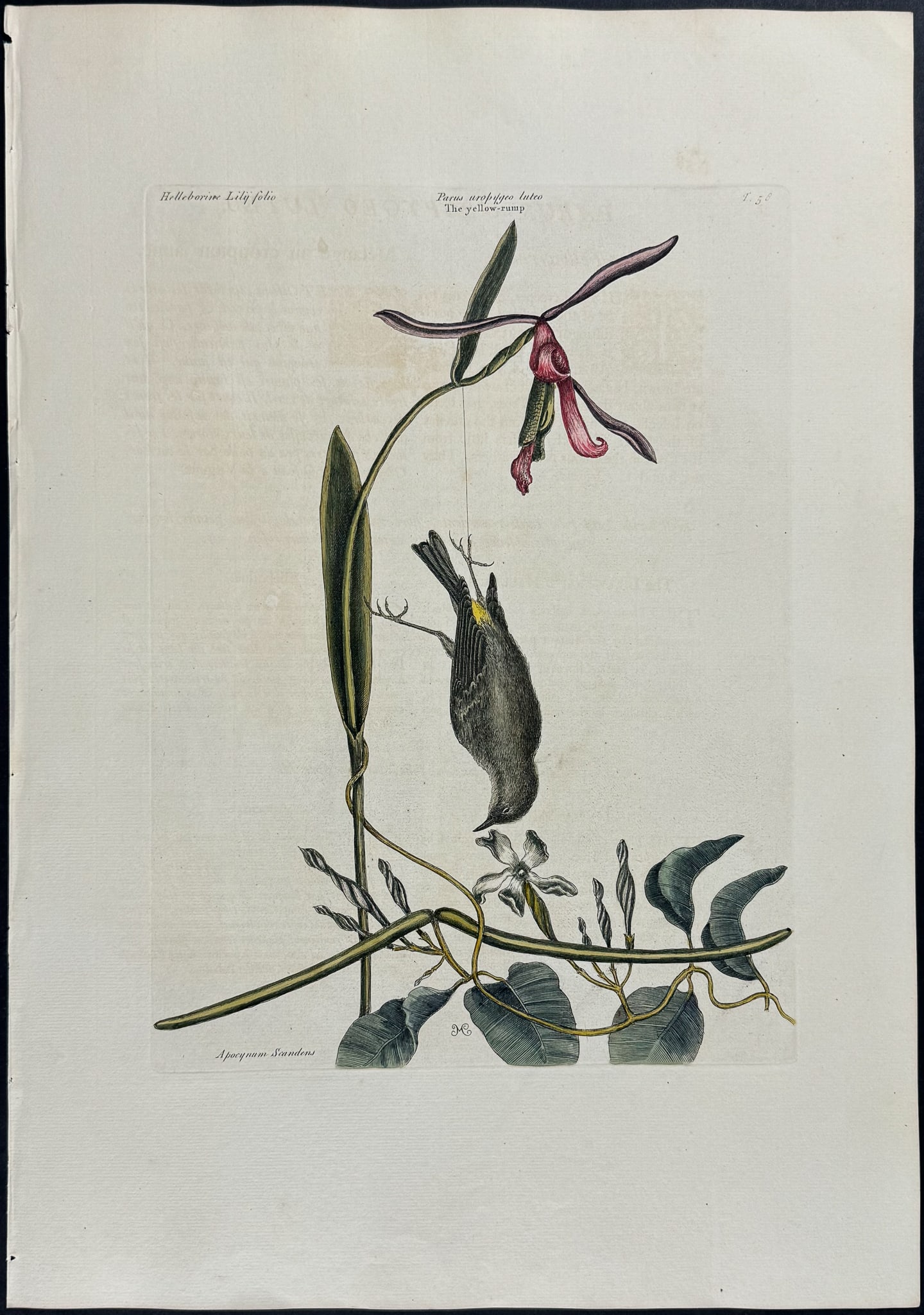 Catesby, Folio - Yellow Rump with Lilly leaved Hellebore & Dog's Bane. 1-58: We are pleased to offer this stunning originally hand-colored engraving from Mark Catesby?s The Natural History of Carolina, Florida and the Bahama Islands: Containing the Figures of Birds, Beasts, Fi