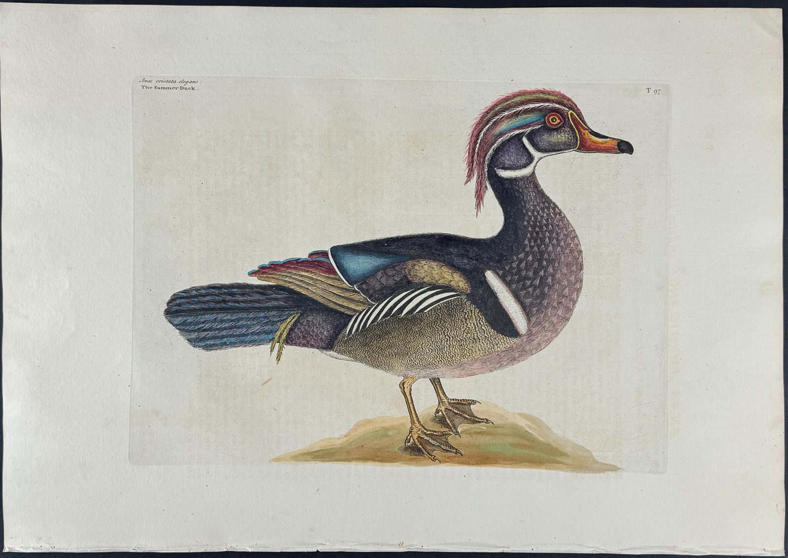 Catesby, Folio - Summer Duck. 1-97: We are pleased to offer this stunning originally hand-colored engraving from Mark Catesby?s The Natural History of Carolina, Florida and the Bahama Islands: Containing the Figures of Birds, Beasts, Fi