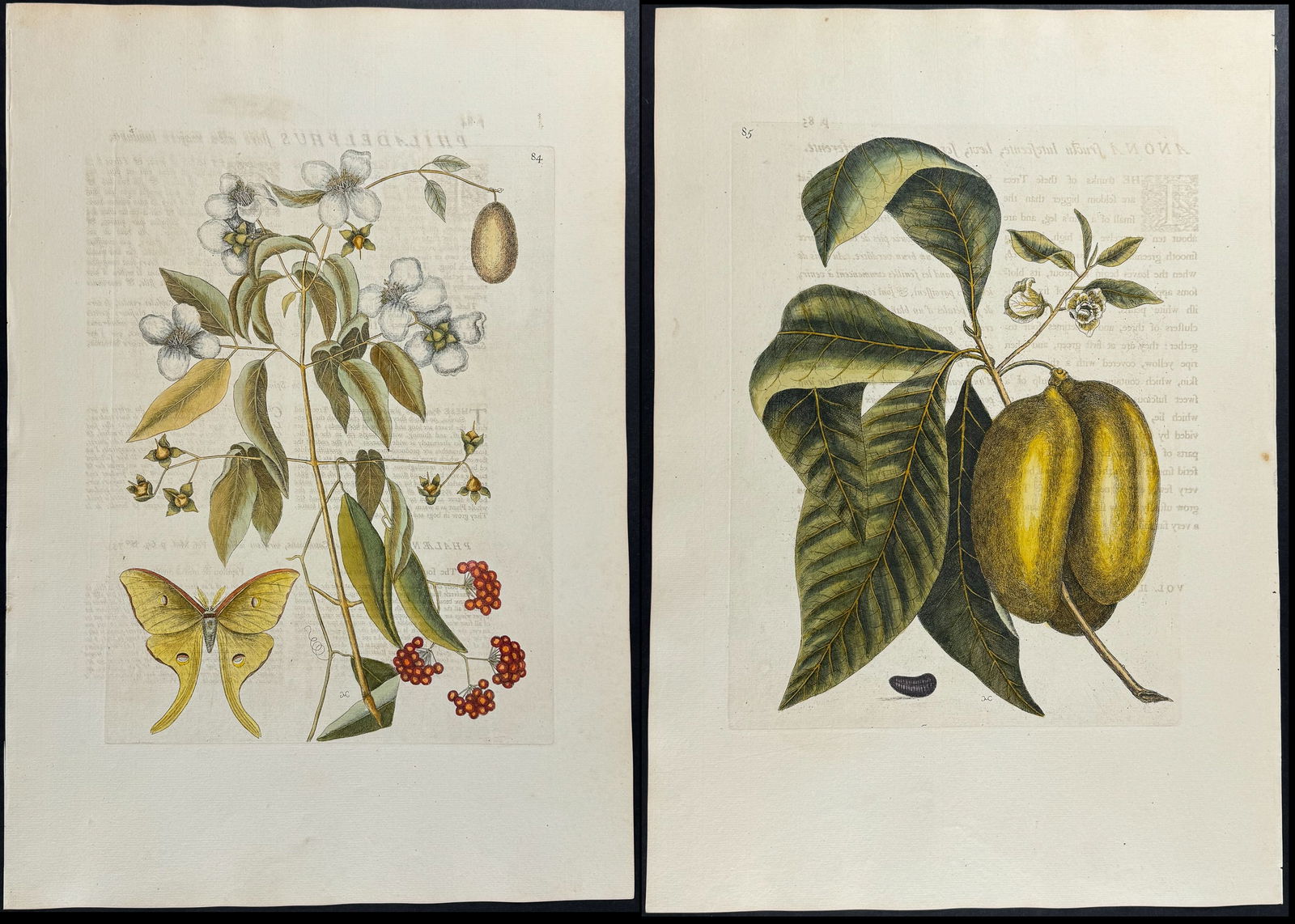 Catesby, Folio - 4 Lizard, Luna Moth, & Botanical Engravings (1 of 5)