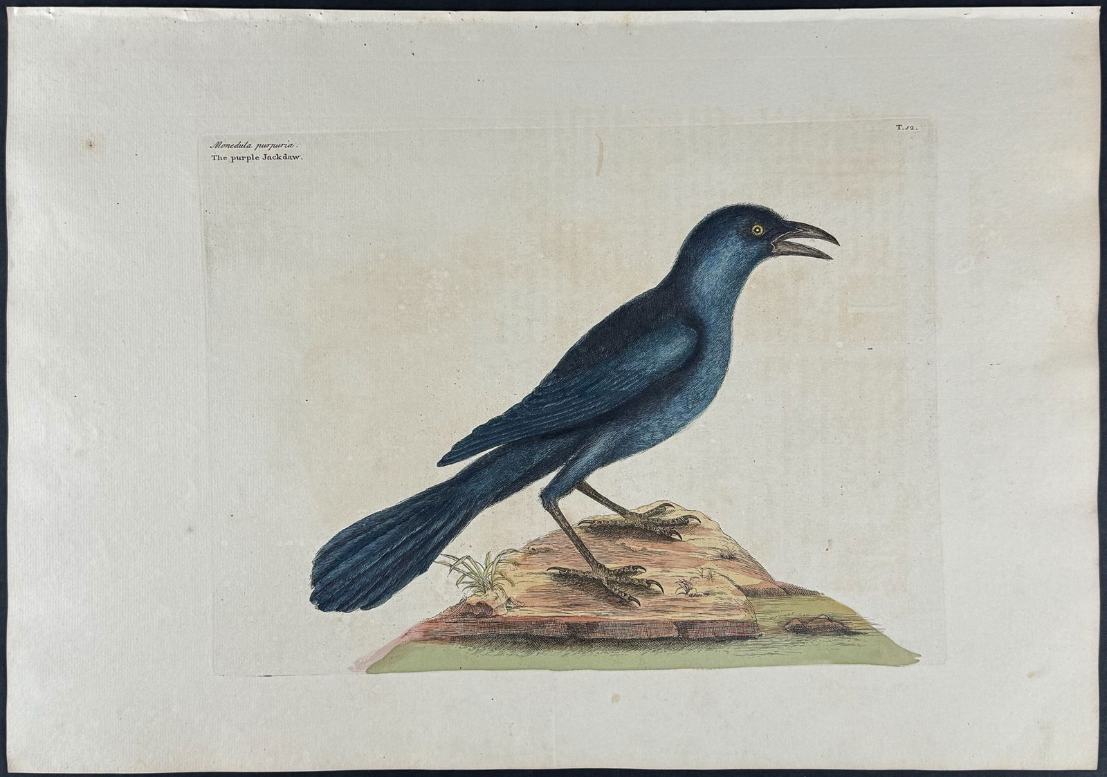 Catesby, Folio - Purple Jack Daw. 1-12: We are pleased to offer this stunning originally hand-colored engraving from Mark Catesby?s The Natural History of Carolina, Florida and the Bahama Islands: Containing the Figures of Birds, Beasts, Fi