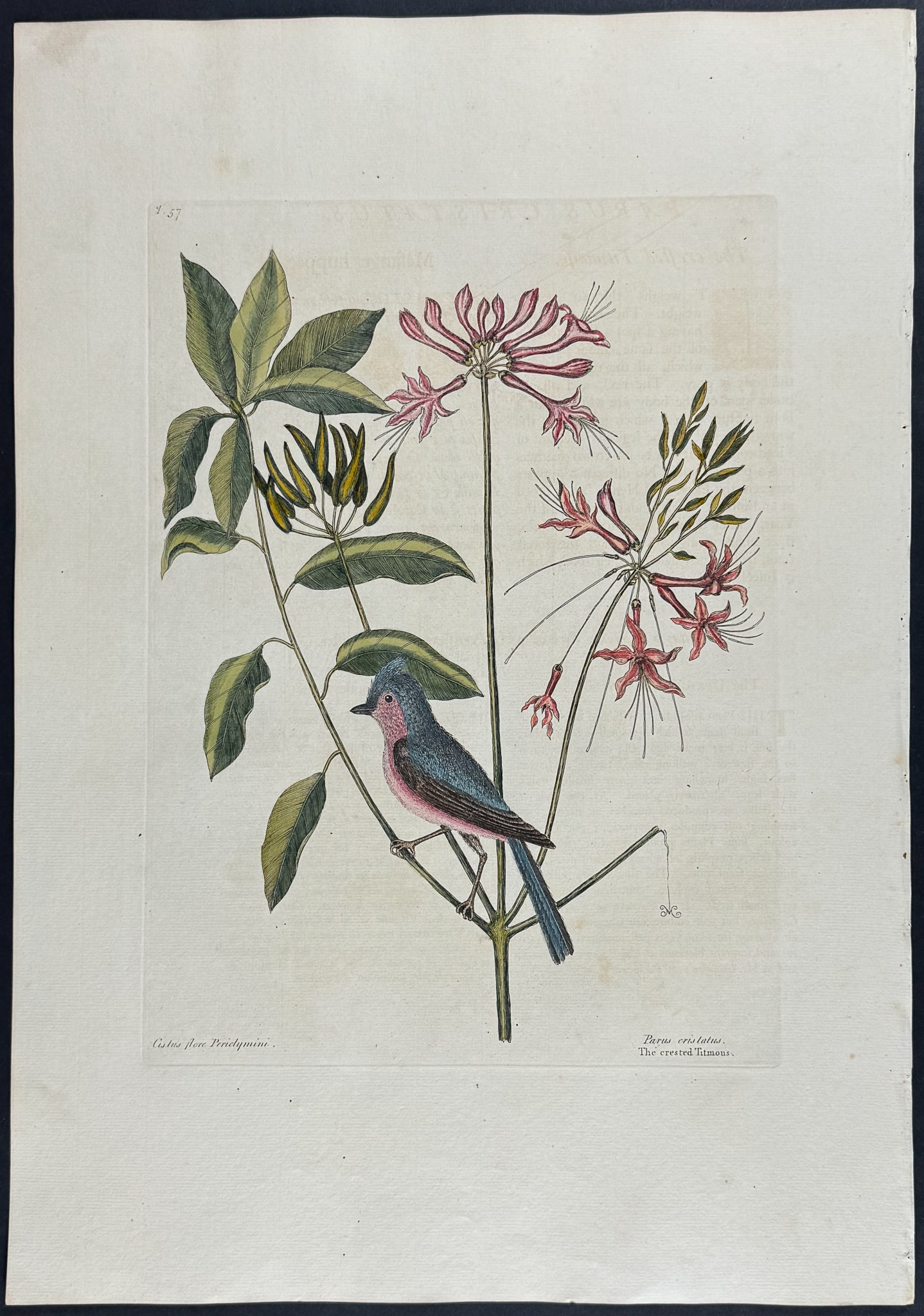 Catesby, Folio - Crested Titmouse with Upright Honeysuckle. 1-57: We are pleased to offer this stunning originally hand-colored engraving from Mark Catesby?s The Natural History of Carolina, Florida and the Bahama Islands: Containing the Figures of Birds, Beasts, Fi