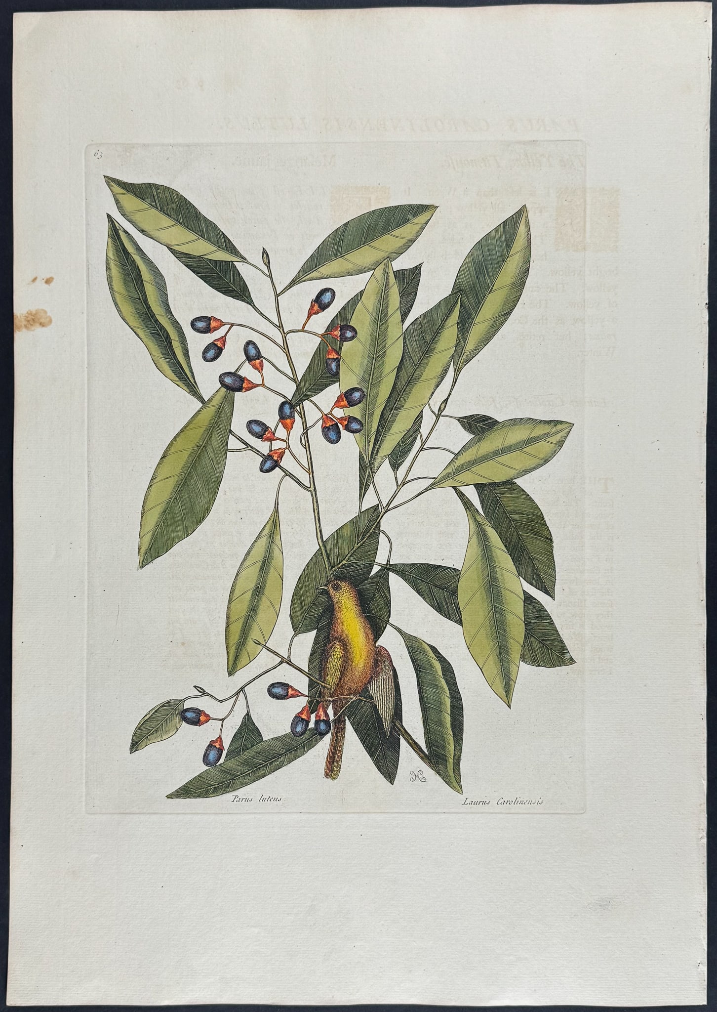 Catesby, Folio - Yellow Titmouse with Red Bay. 1-63: We are pleased to offer this stunning originally hand-colored engraving from Mark Catesby?s The Natural History of Carolina, Florida and the Bahama Islands: Containing the Figures of Birds, Beasts, Fi