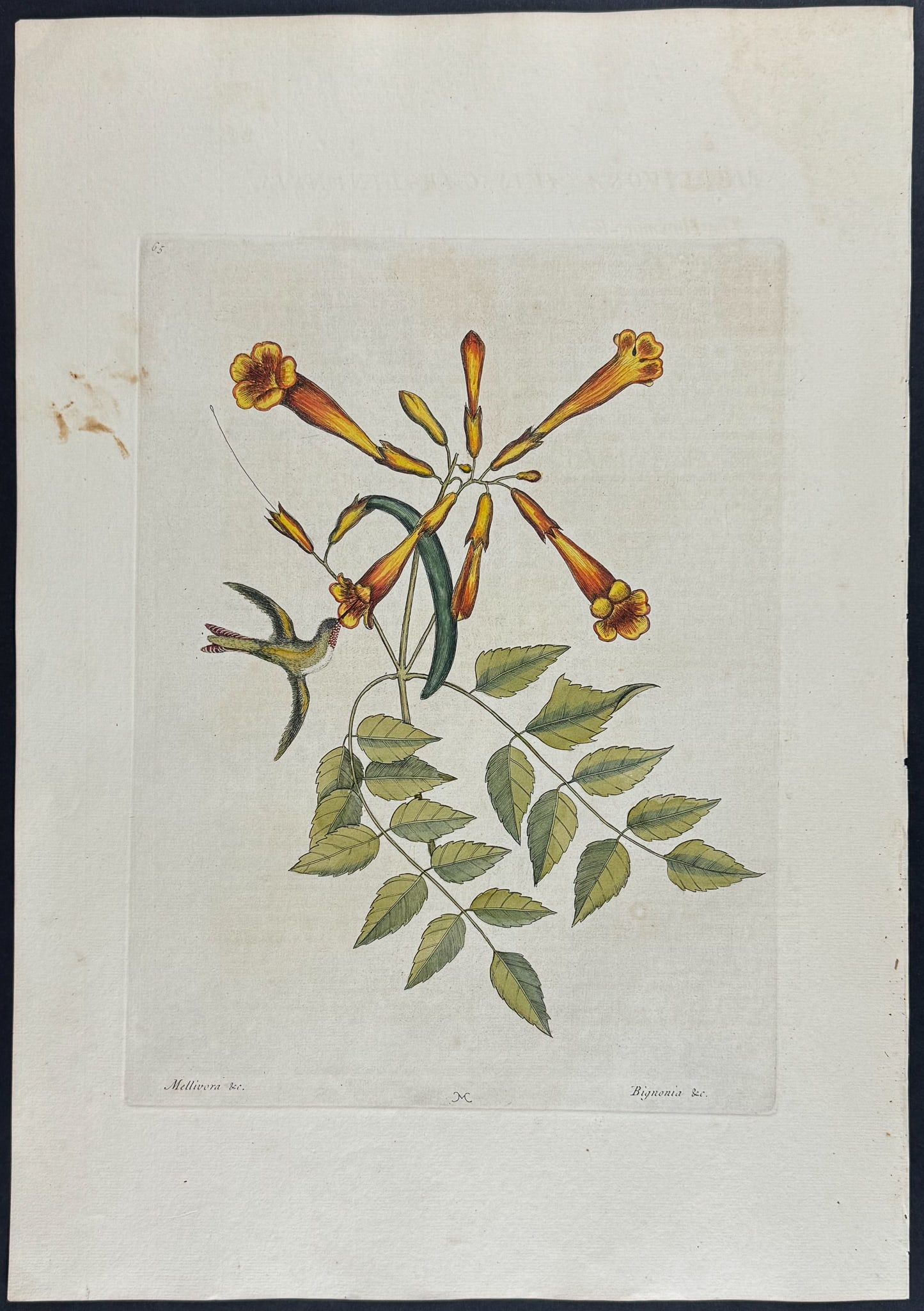 Catesby, Folio - Hummingbird with Trumpet Flower. 1-65: We are pleased to offer this stunning originally hand-colored engraving from Mark Catesby?s The Natural History of Carolina, Florida and the Bahama Islands: Containing the Figures of Birds, Beasts, Fi