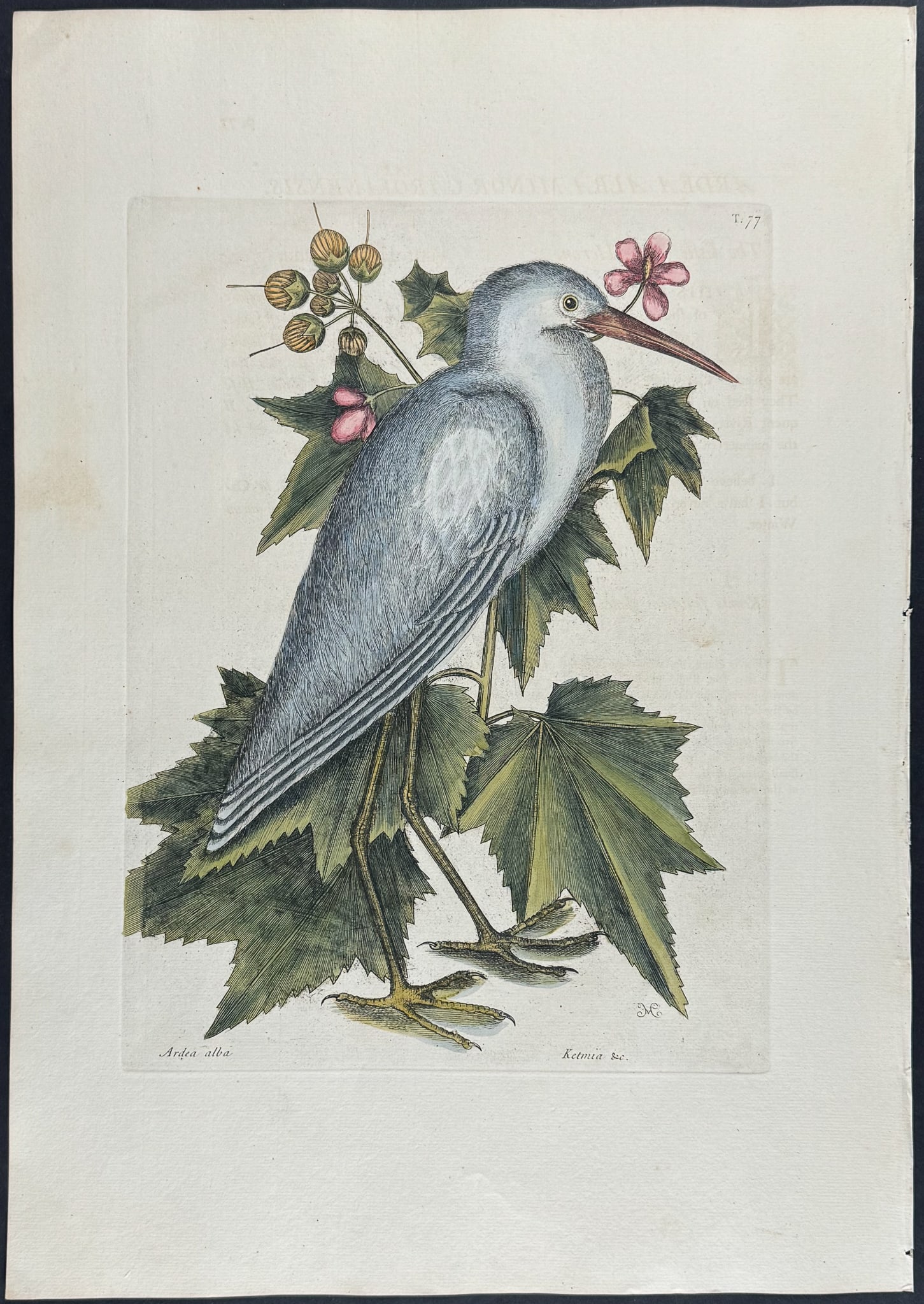 Catesby, Folio - Little White Heron. 1-77: We are pleased to offer this stunning originally hand-colored engraving from Mark Catesby?s The Natural History of Carolina, Florida and the Bahama Islands: Containing the Figures of Birds, Beasts, Fi