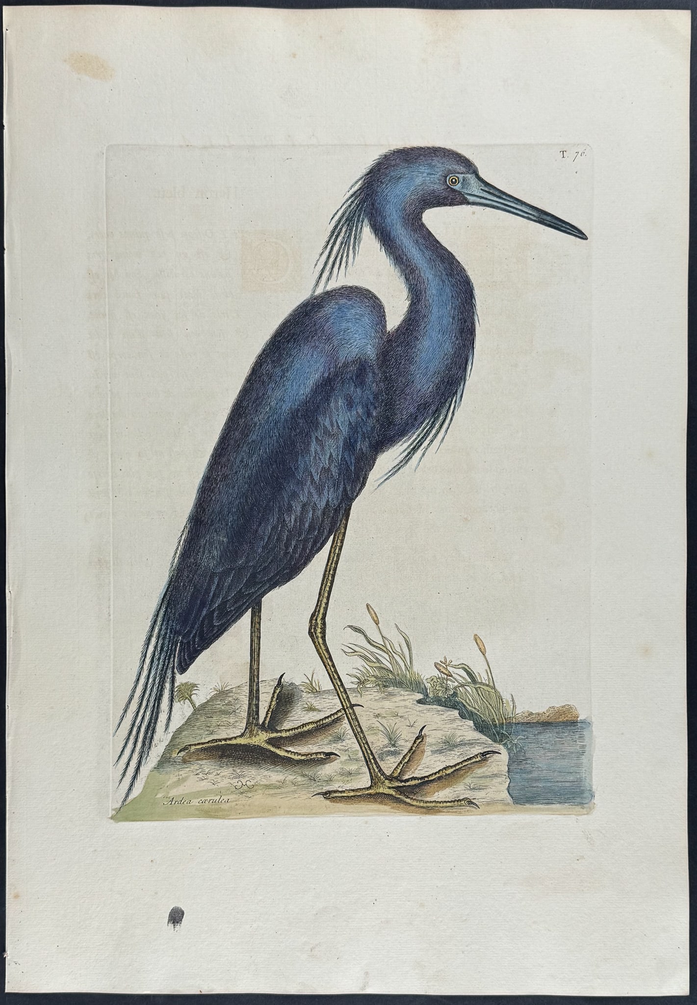 Catesby, Folio - Blue Heron. 1-76 (1 of 1)