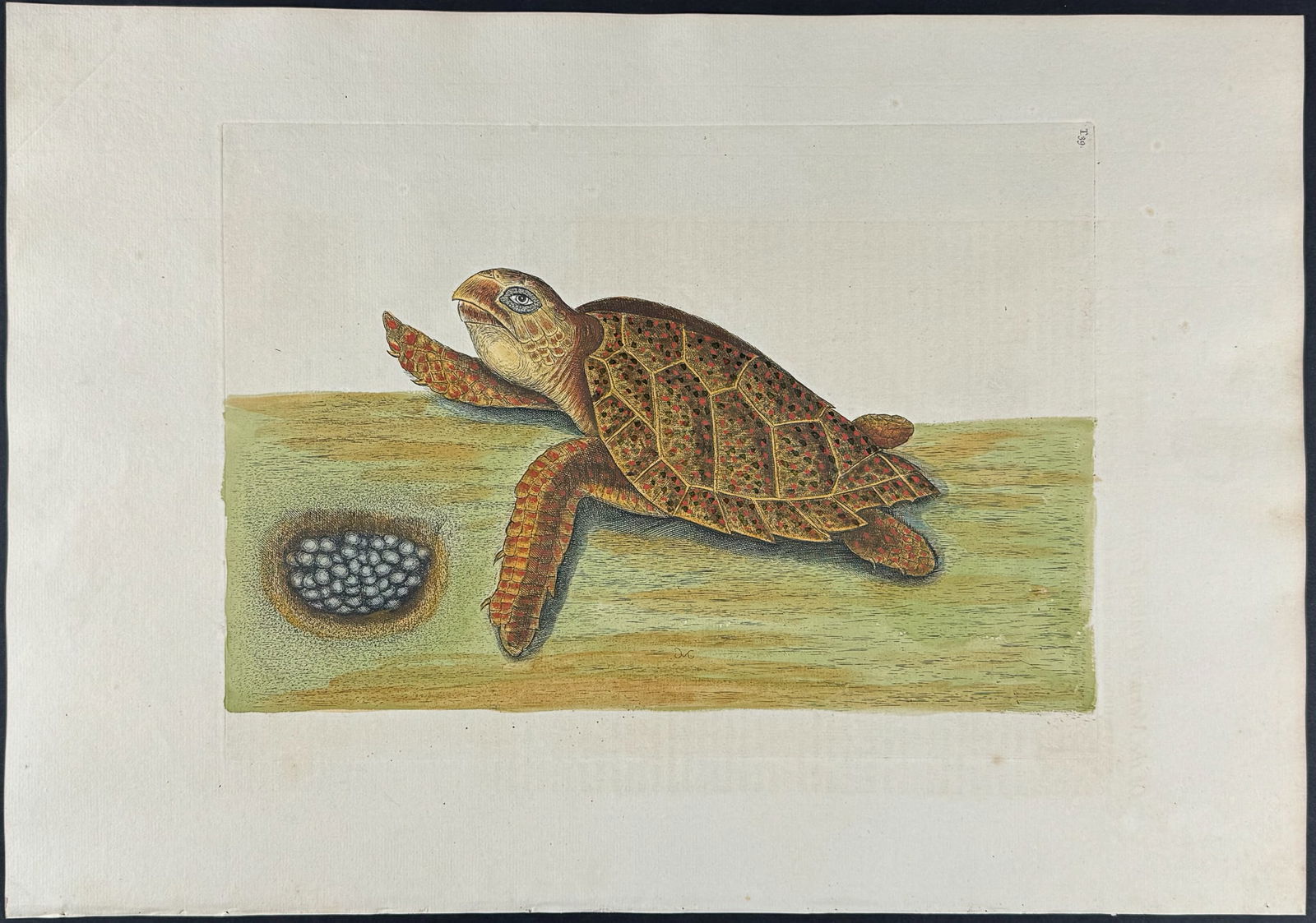 Catesby, Folio - Hawks Bill Turtle. 2-39: We are pleased to offer this stunning originally hand-colored engraving from Mark Catesby?s The Natural History of Carolina, Florida and the Bahama Islands: Containing the Figures of Birds, Beasts, Fi