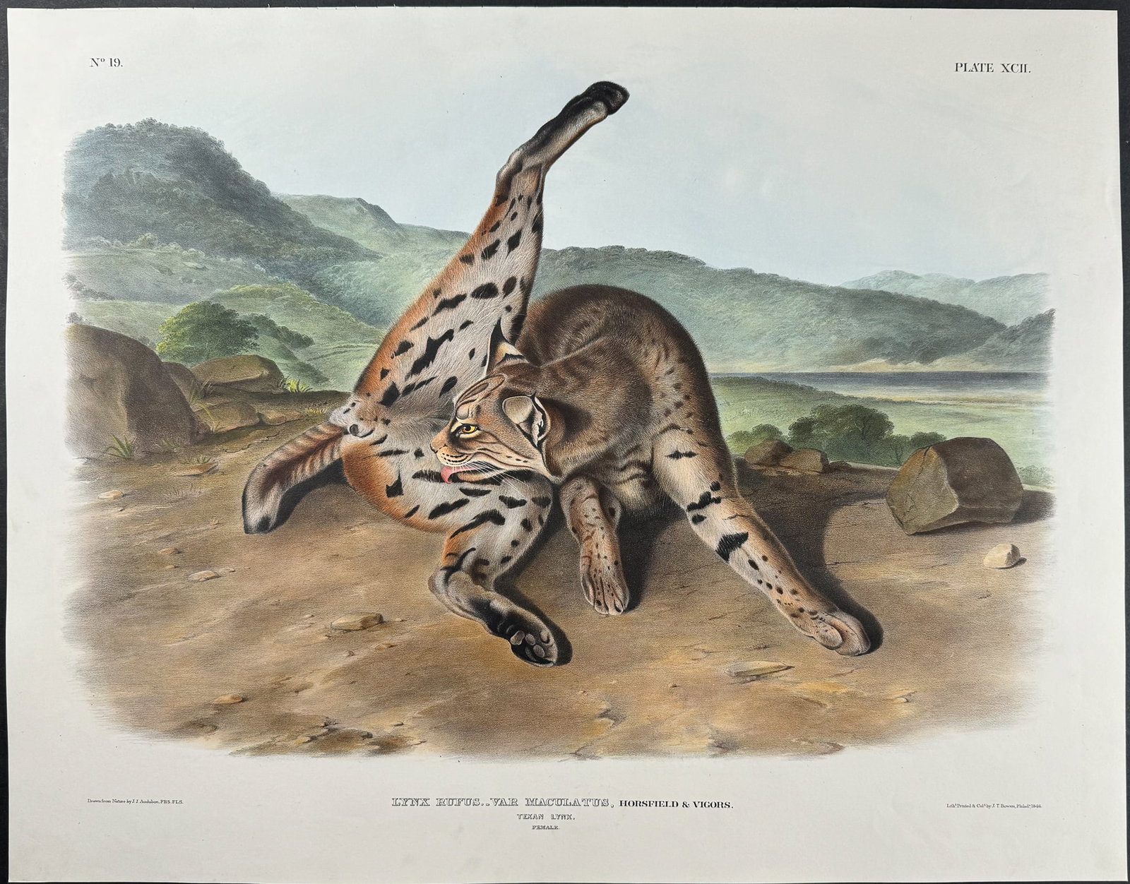 Audubon, Imperial Folio - Texan Lynx. 92 (1 of 2)