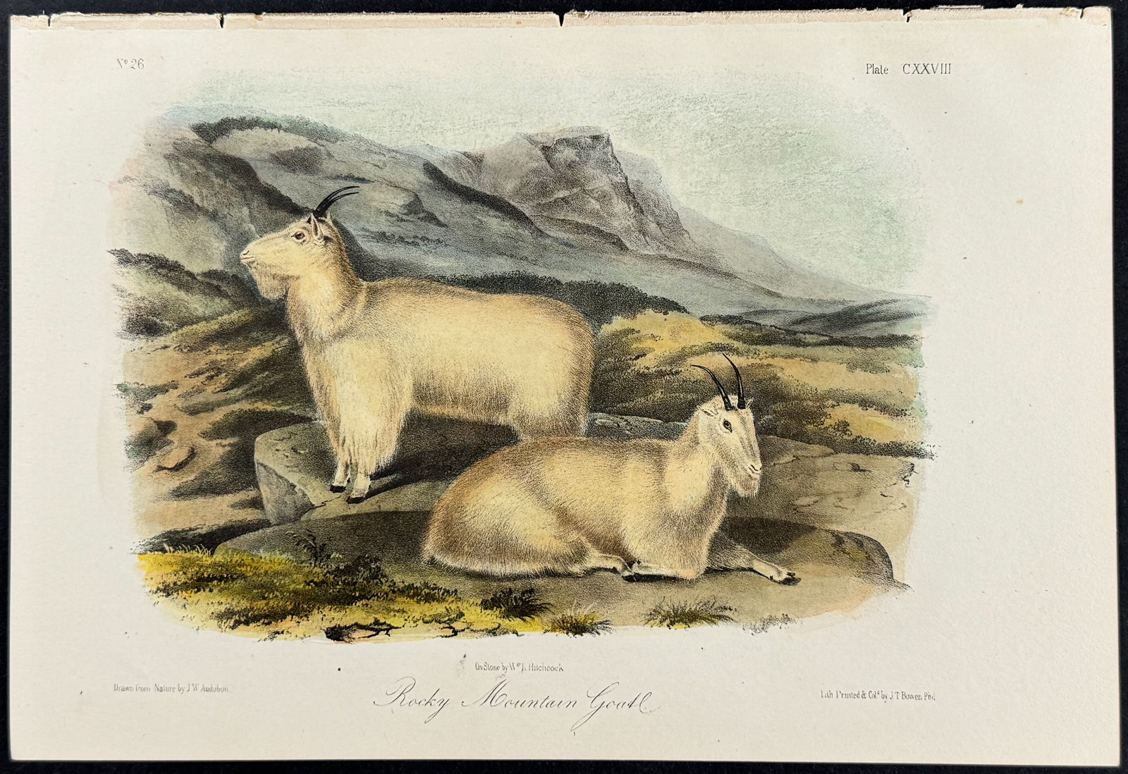 Audubon - Rocky Mountain Goat. 128: This octavo lithograph is from John James Audubon's The Quadrupeds of North America. The work was published in New York in 1854. Quadrupeds was Audubon's final great natural history work. His animal d