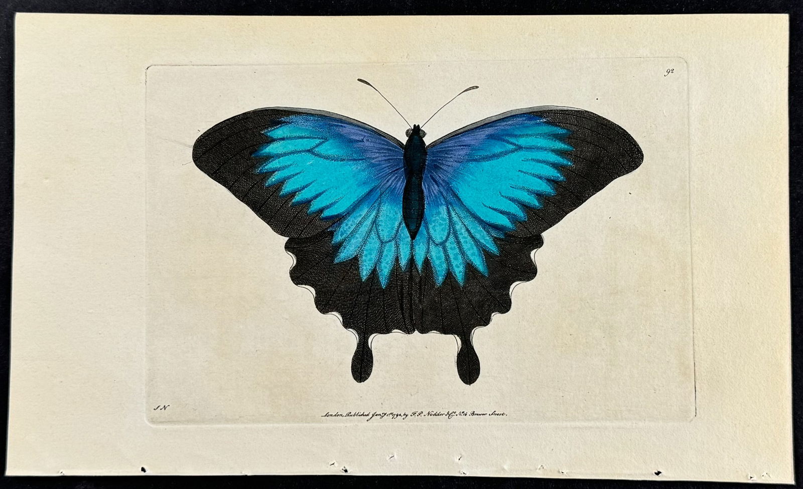 Shaw & Nodder - Ulysses or The Radiated Butterfly. 92 (1 of 1)