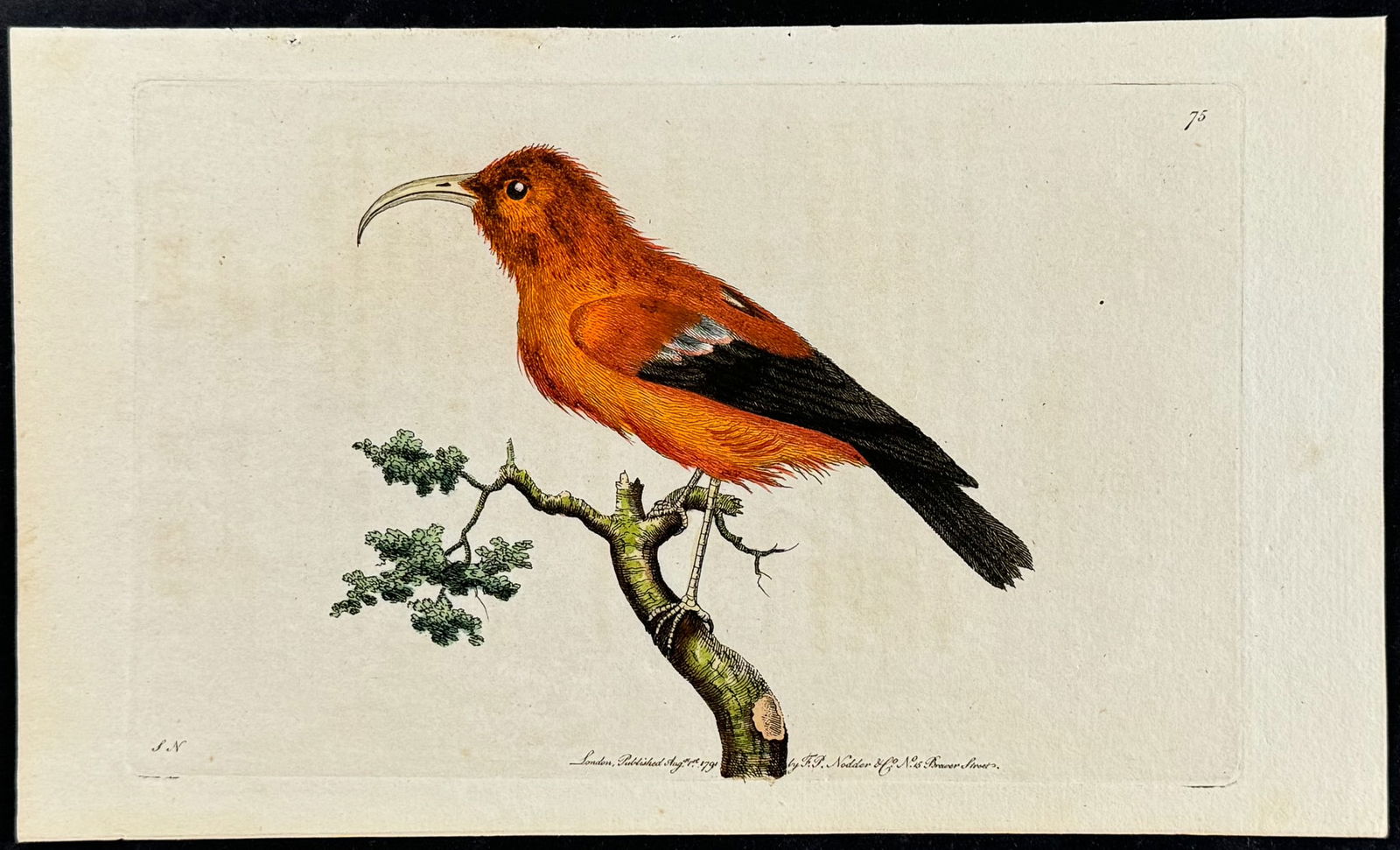 Shaw & Nodder - Hawaiian Honeycreeper or Scarlet Creeper. 75 (1 of 1)