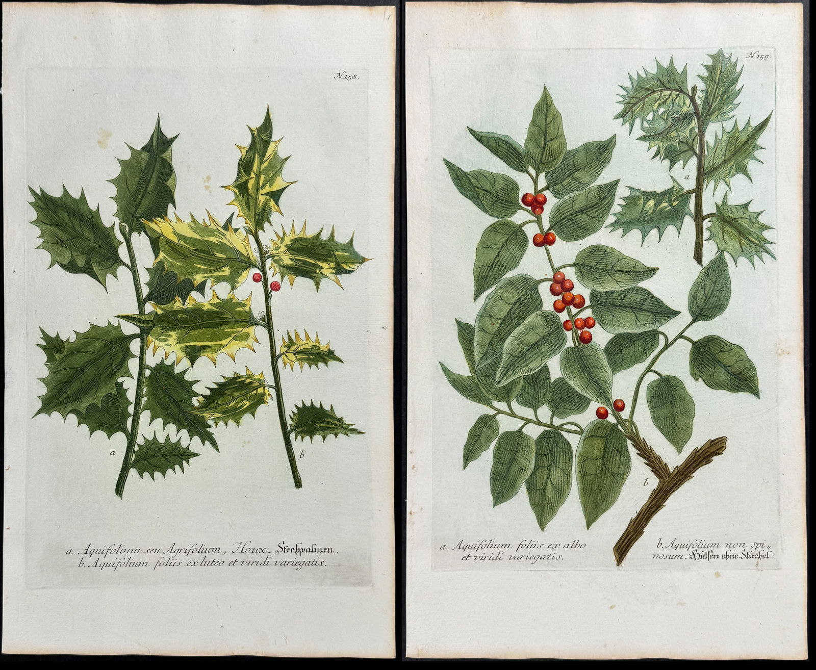 Weinmann - Pair of Holly Engravings (1 of 3)