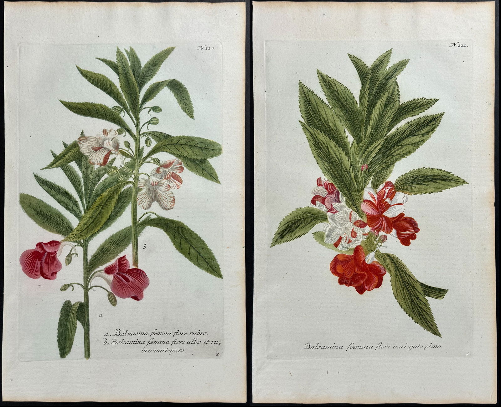 Weinmann - 4 Garden Balsam Engravings (1 of 5)