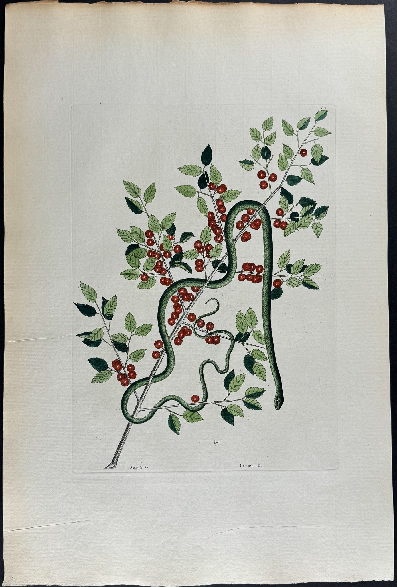 Catesby, Folio - Green Snake with Yaupon. 2-57: We are pleased to offer this stunning originally hand-colored engraving from Mark Catesby?s The Natural History of Carolina, Florida and the Bahama Islands: Containing the Figures of Birds, Beasts, Fi