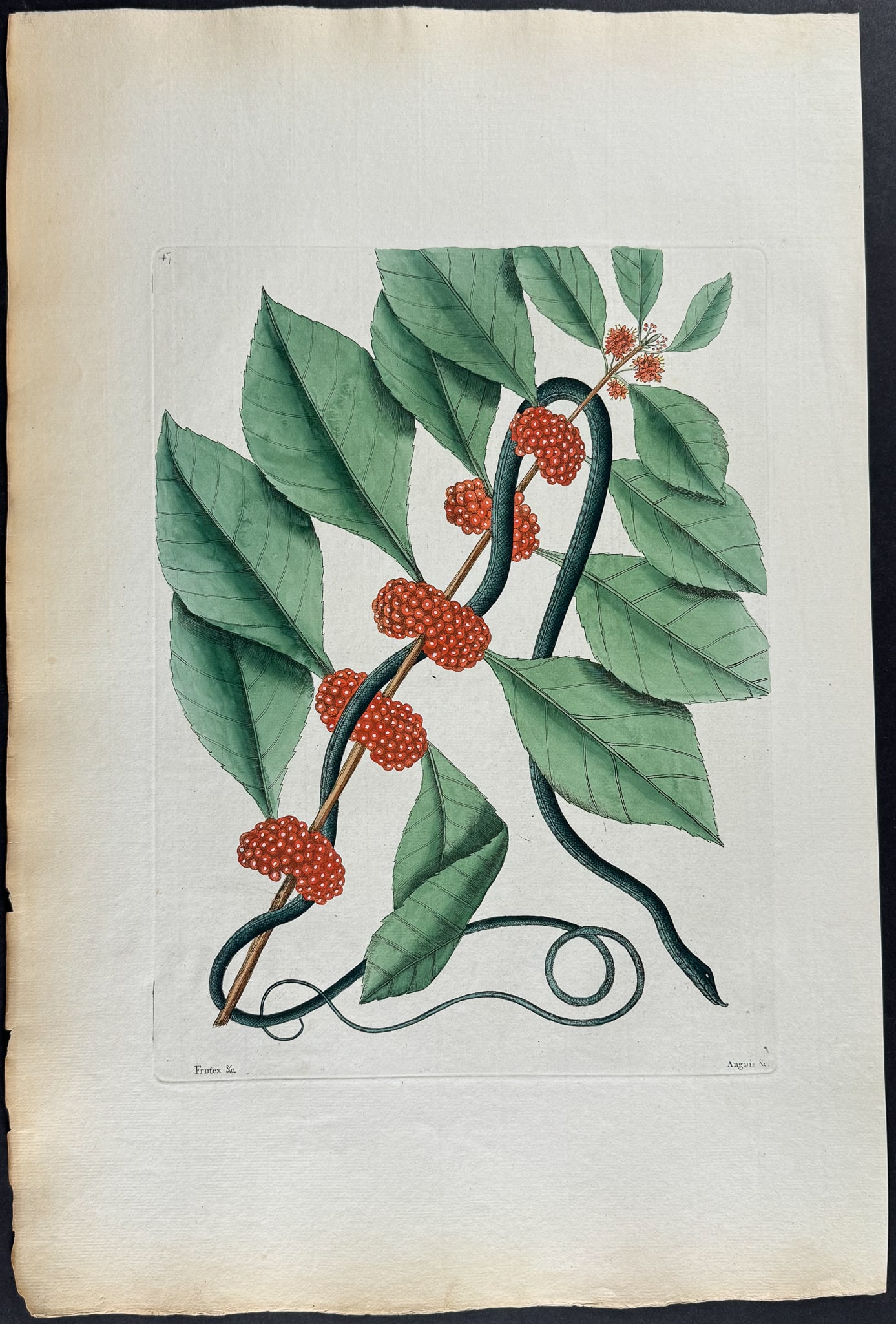 Catesby, Folio - Blueish Green Snake with French Mulberry. 2-47: We are pleased to offer this stunning originally hand-colored engraving from Mark Catesby?s The Natural History of Carolina, Florida and the Bahama Islands: Containing the Figures of Birds, Beasts, Fi