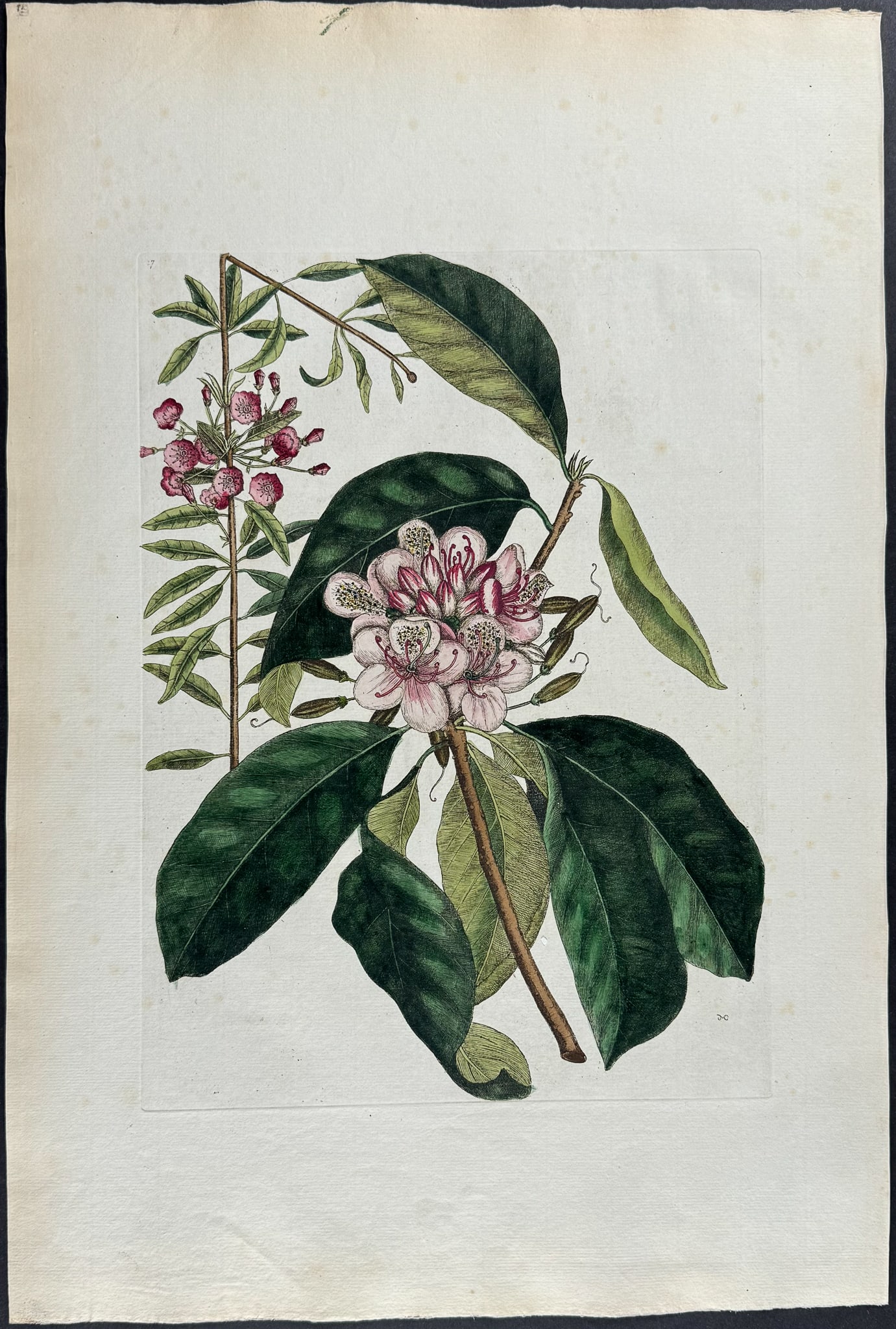 Catesby, Folio - Great Laurel & Narrow Leaved Laurel. Sup-17: We are pleased to offer this stunning originally hand-colored engraving from Mark Catesby?s The Natural History of Carolina, Florida and the Bahama Islands: Containing the Figures of Birds, Beasts, Fi