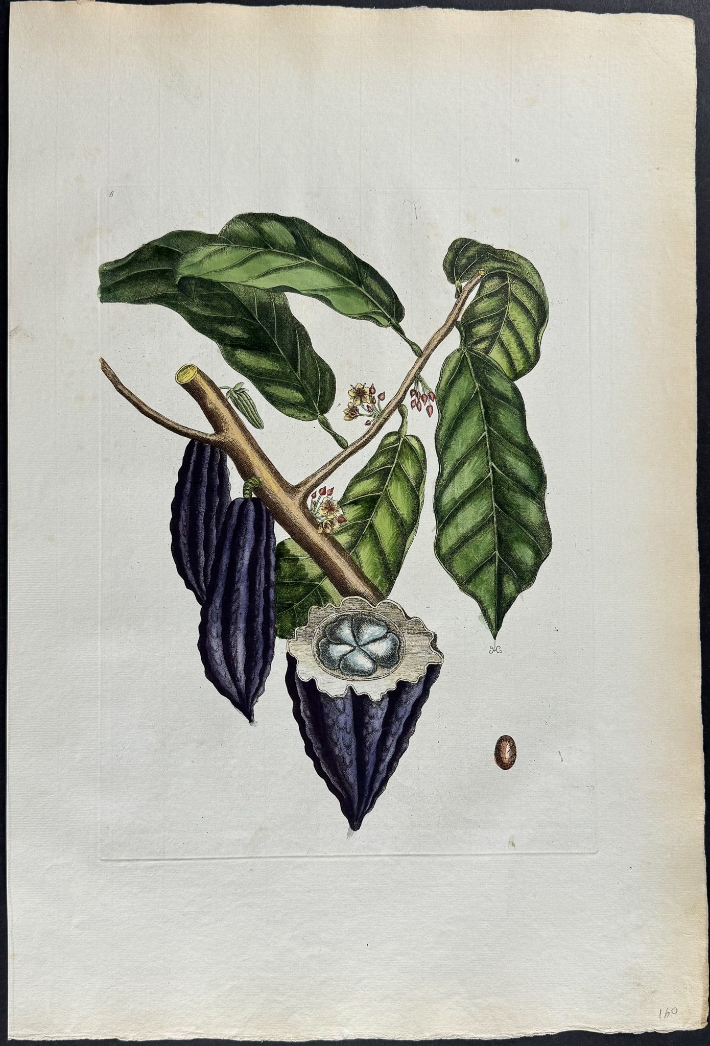 Catesby, Folio - Cacao Tree (Chocolate). Sup-6: We are pleased to offer this stunning originally hand-colored engraving from Mark Catesby?s The Natural History of Carolina, Florida and the Bahama Islands: Containing the Figures of Birds, Beasts, Fi
