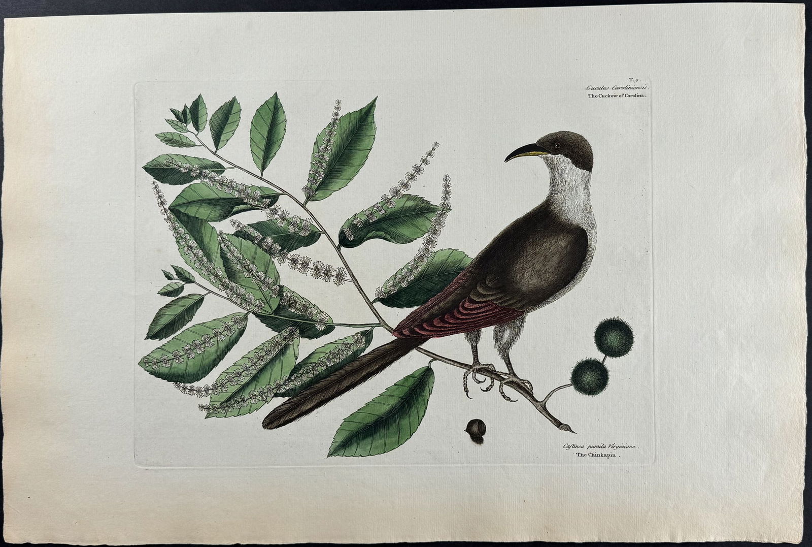 Catesby, Folio - Cuckow of Carolina with Chinkapin. 1-9: We are pleased to offer this stunning originally hand-colored engraving from Mark Catesby?s The Natural History of Carolina, Florida and the Bahama Islands: Containing the Figures of Birds, Beasts, Fi