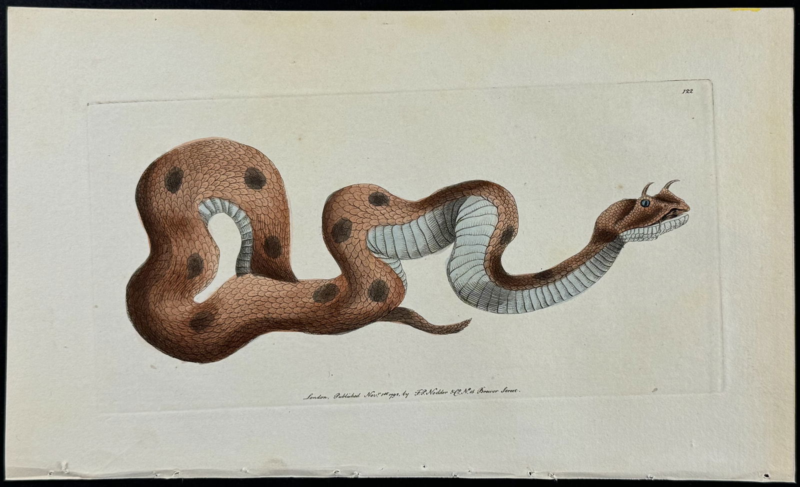 Shaw & Nodder - Horned Viper or Cerastes. 122: The Naturalist's Miscellany was a monumental 24-volume work, known for its wide range of birds, reptiles, insects, quadrupeds, sea life, and botanicals. These prints are highly sought after by collect