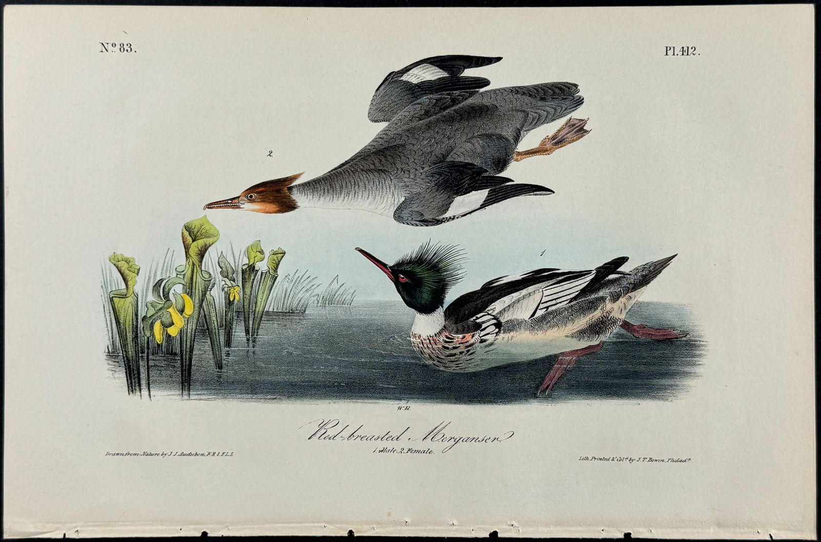 Audubon - Red-breasted Merganser. 412 (1 of 1)