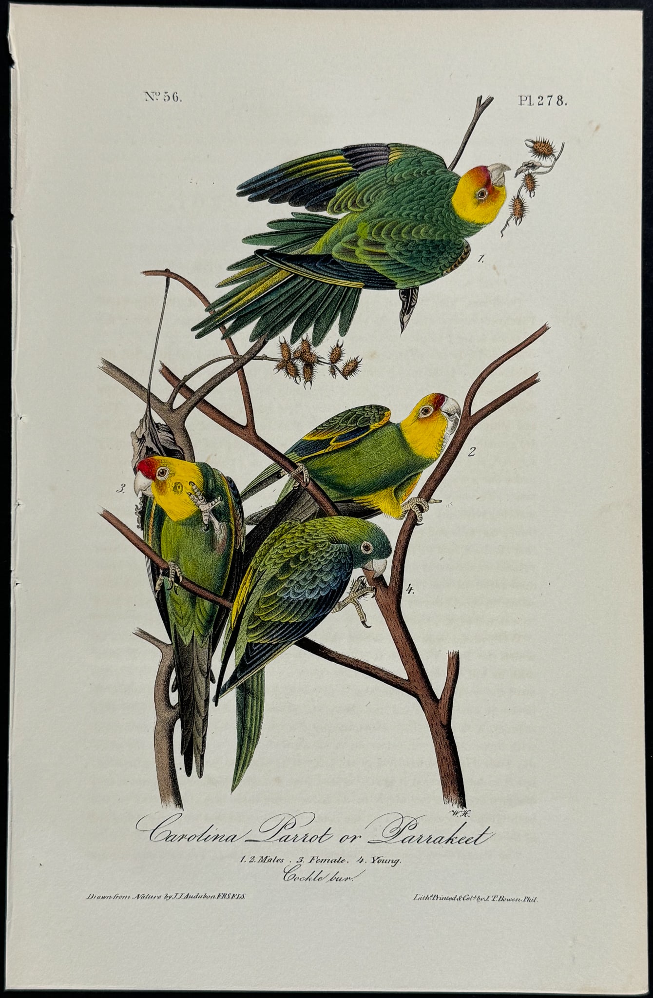 Audubon - Carolina Parrot or Parrakeet. 278 (1 of 1)