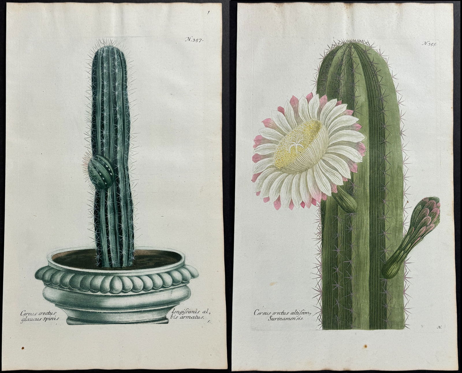 Weinmann - Pair of Cactus Engravings (1 of 3)