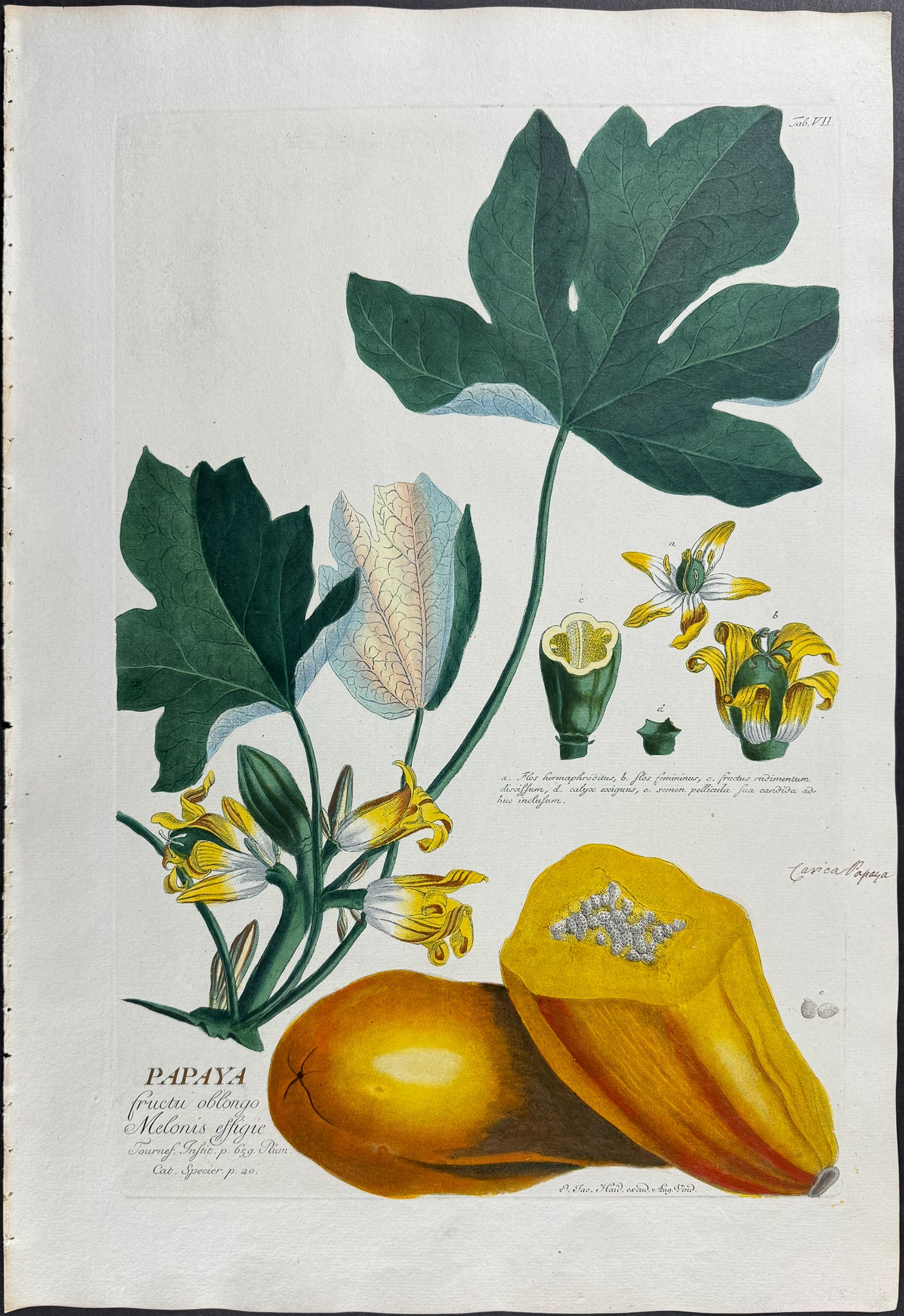 Trew & Ehret - Papaya. 7 (1 of 1)