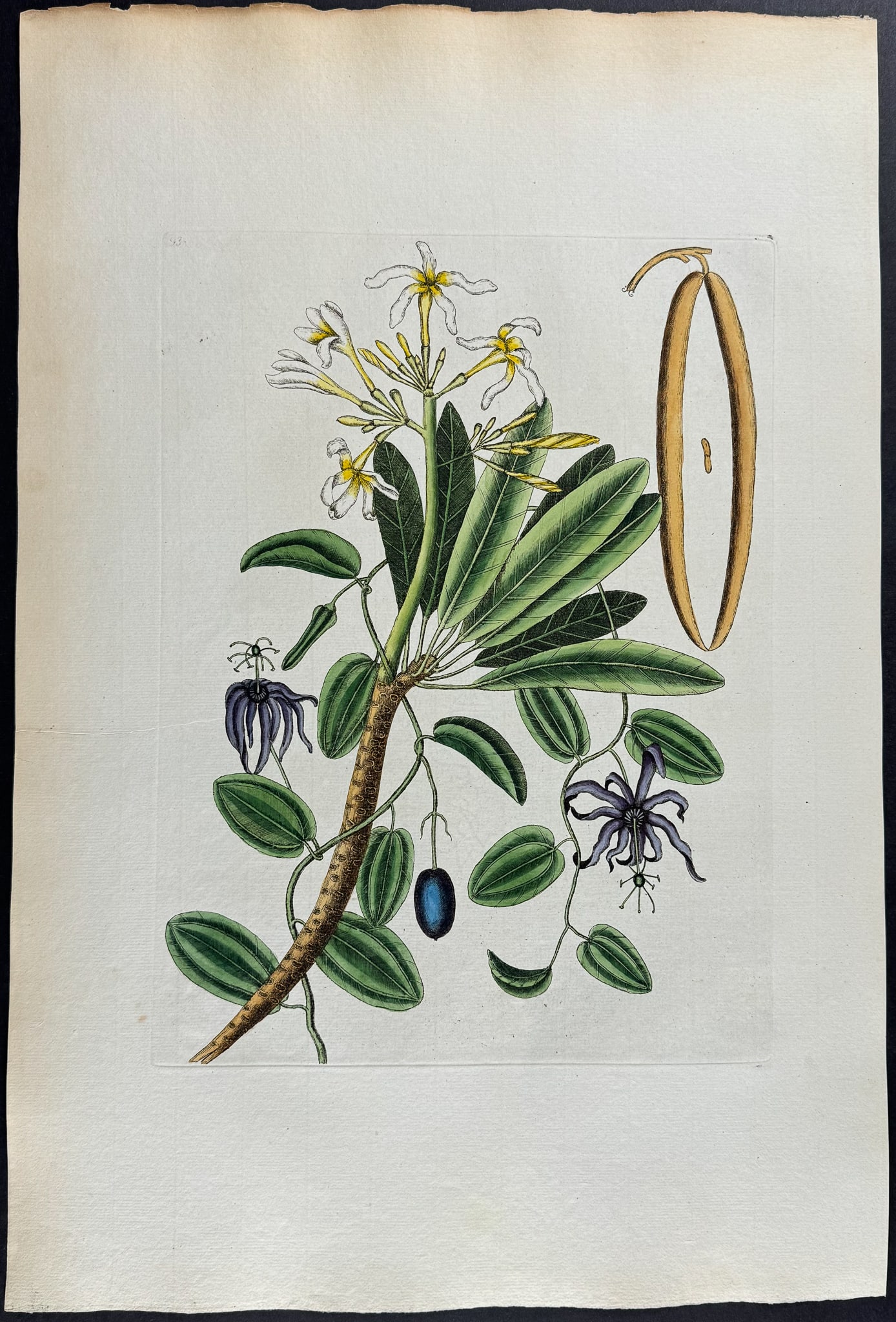 Catesby, Folio - Plumeria Flore Niveo (White Frangipanni). 2-93: We are pleased to offer this stunning originally hand-colored engraving from Mark Catesby?s The Natural History of Carolina, Florida and the Bahama Islands: Containing the Figures of Birds, Beasts, Fi