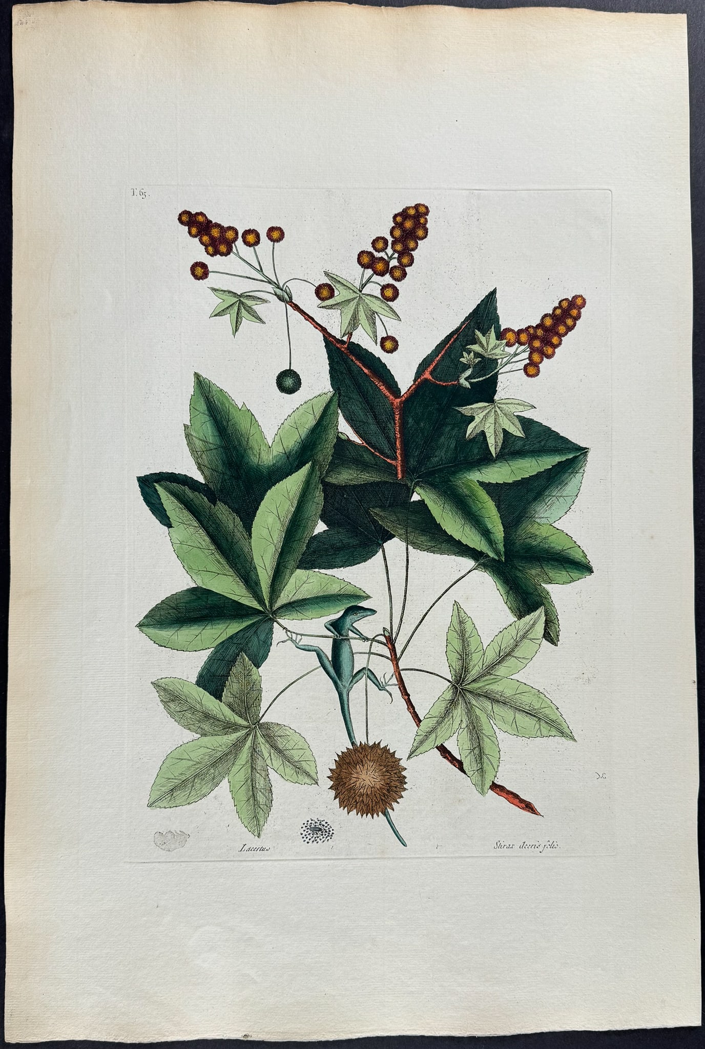 Catesby, Folio - Green Lizard of Carolina (American Chameleon) with Sweet Gum Tree. 2-65: We are pleased to offer this stunning originally hand-colored engraving from Mark Catesby?s The Natural History of Carolina, Florida and the Bahama Islands: Containing the Figures of Birds, Beasts, Fi