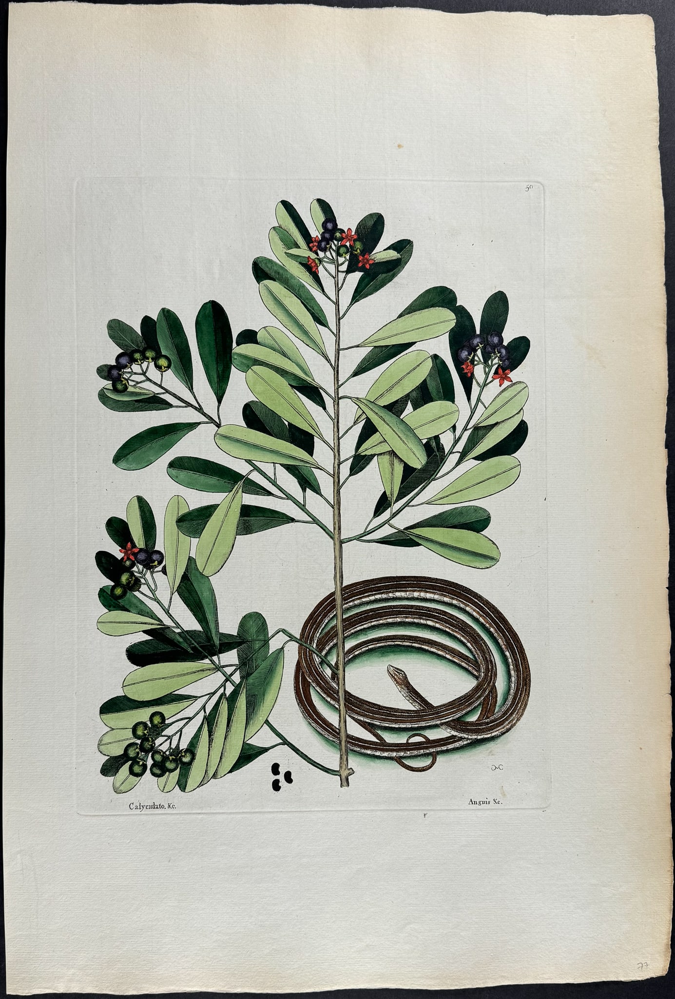 Catesby, Folio - Ribbon Snake with Winter?s Bark (Cinnamon Bark). 2-50: We are pleased to offer this stunning originally hand-colored engraving from Mark Catesby?s The Natural History of Carolina, Florida and the Bahama Islands: Containing the Figures of Birds, Beasts, Fi