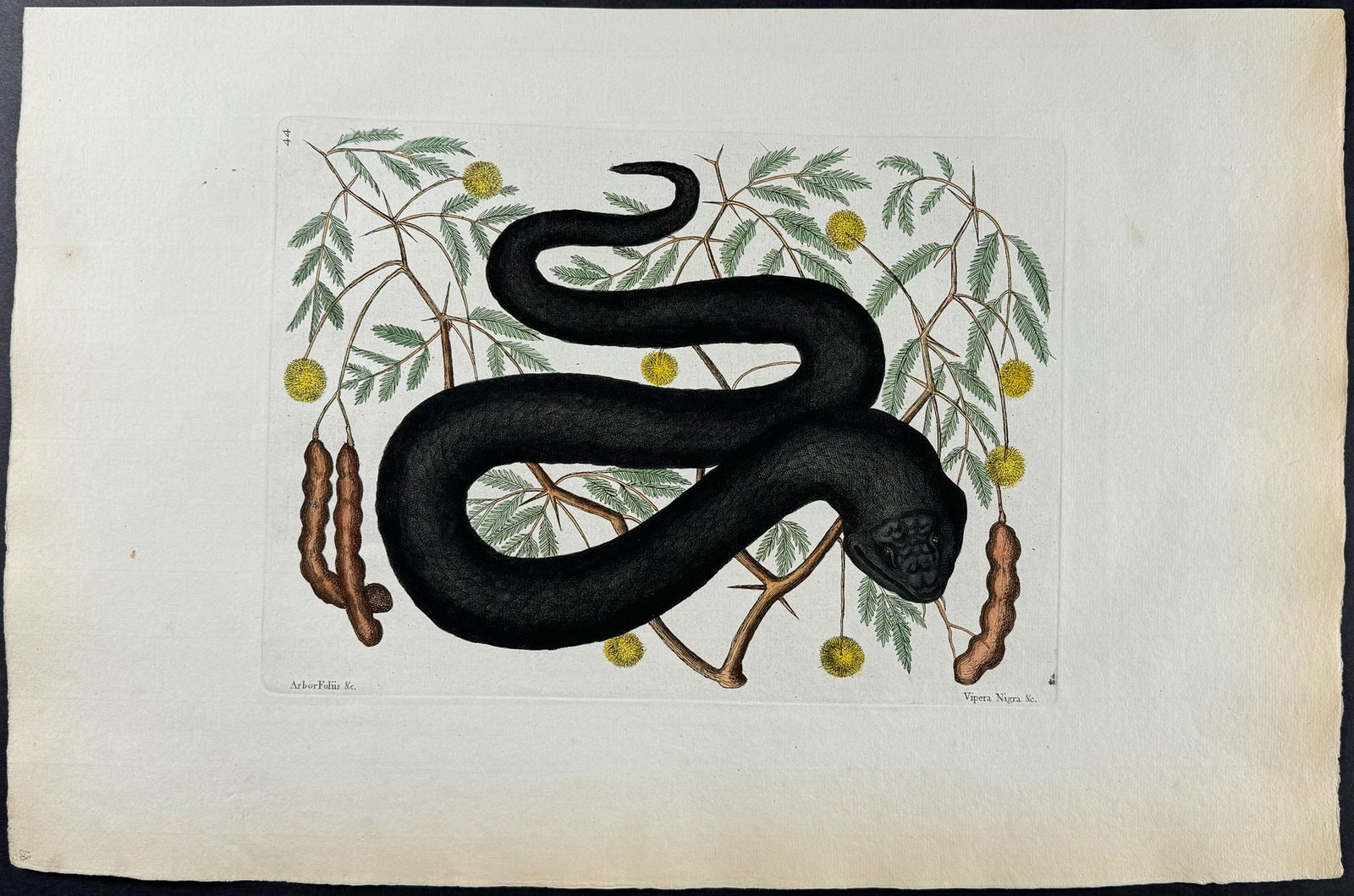 Catesby, Folio - Black Viper or Water Moccasin with Bahaman Legume. 2-44 (1 of 1)