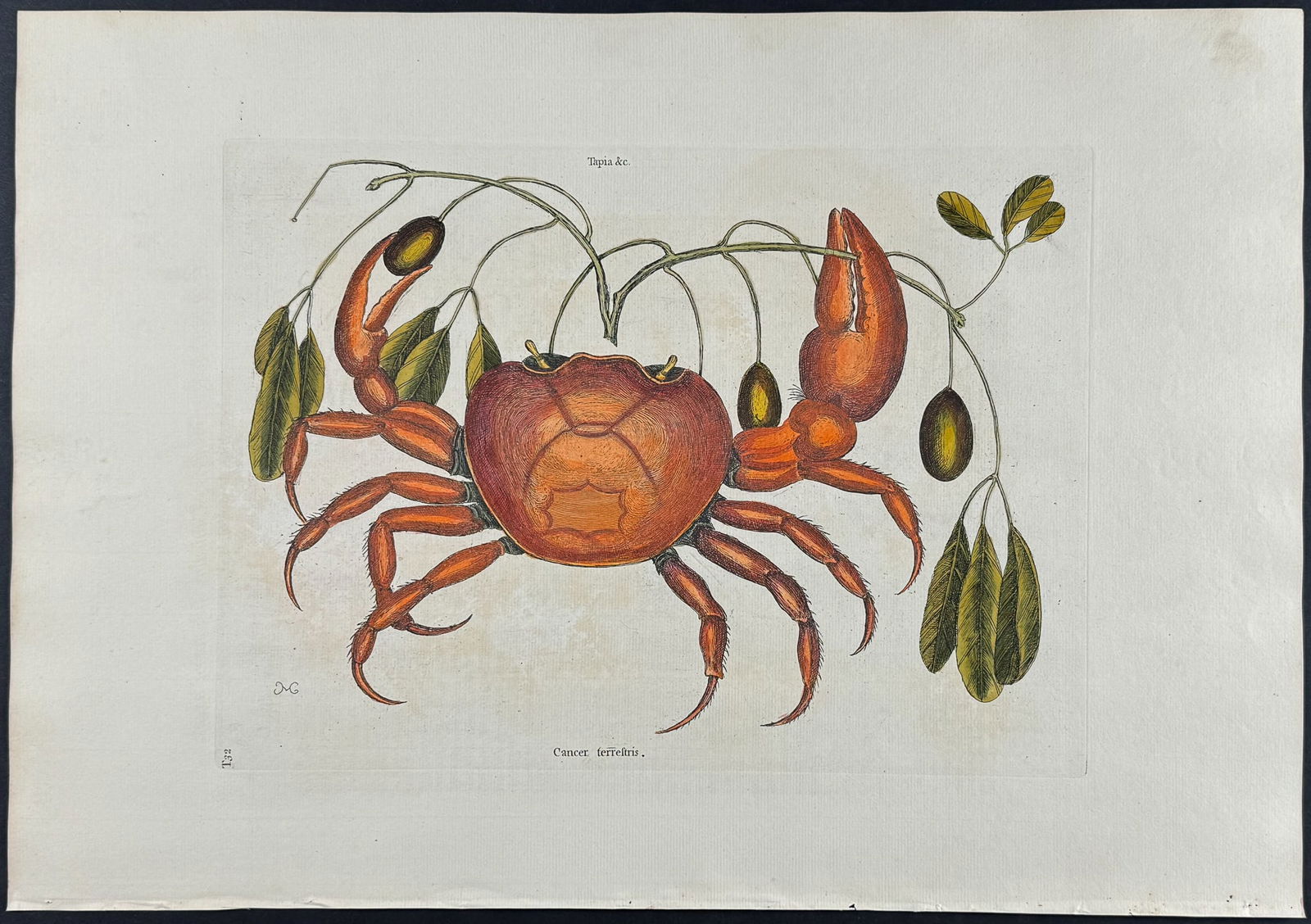 Catesby, Folio - Land Crab with Black Wood. 2-32: We are pleased to offer this stunning originally hand-colored engraving from Mark Catesby?s The Natural History of Carolina, Florida and the Bahama Islands: Containing the Figures of Birds, Beasts, Fi