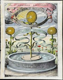 Kircher - Sunflowers used to Explain Pull of Sun (Annos circuitu Sol tempora?)