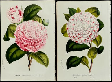 Van Houtte - 3 Camellia Prints