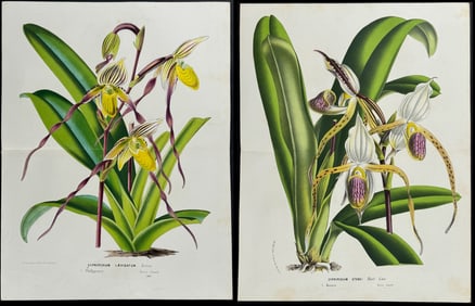 Van Houtte - 5 Orchid Prints