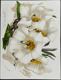 Van Houtte - Rhododendron