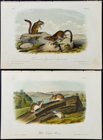 Audubon - 4 Squirrel & Rodent Lithographs