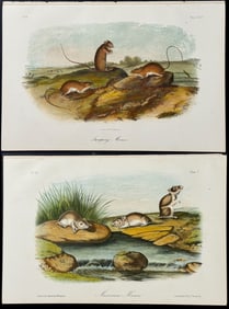 Audubon - 3 Mouse Lithographs