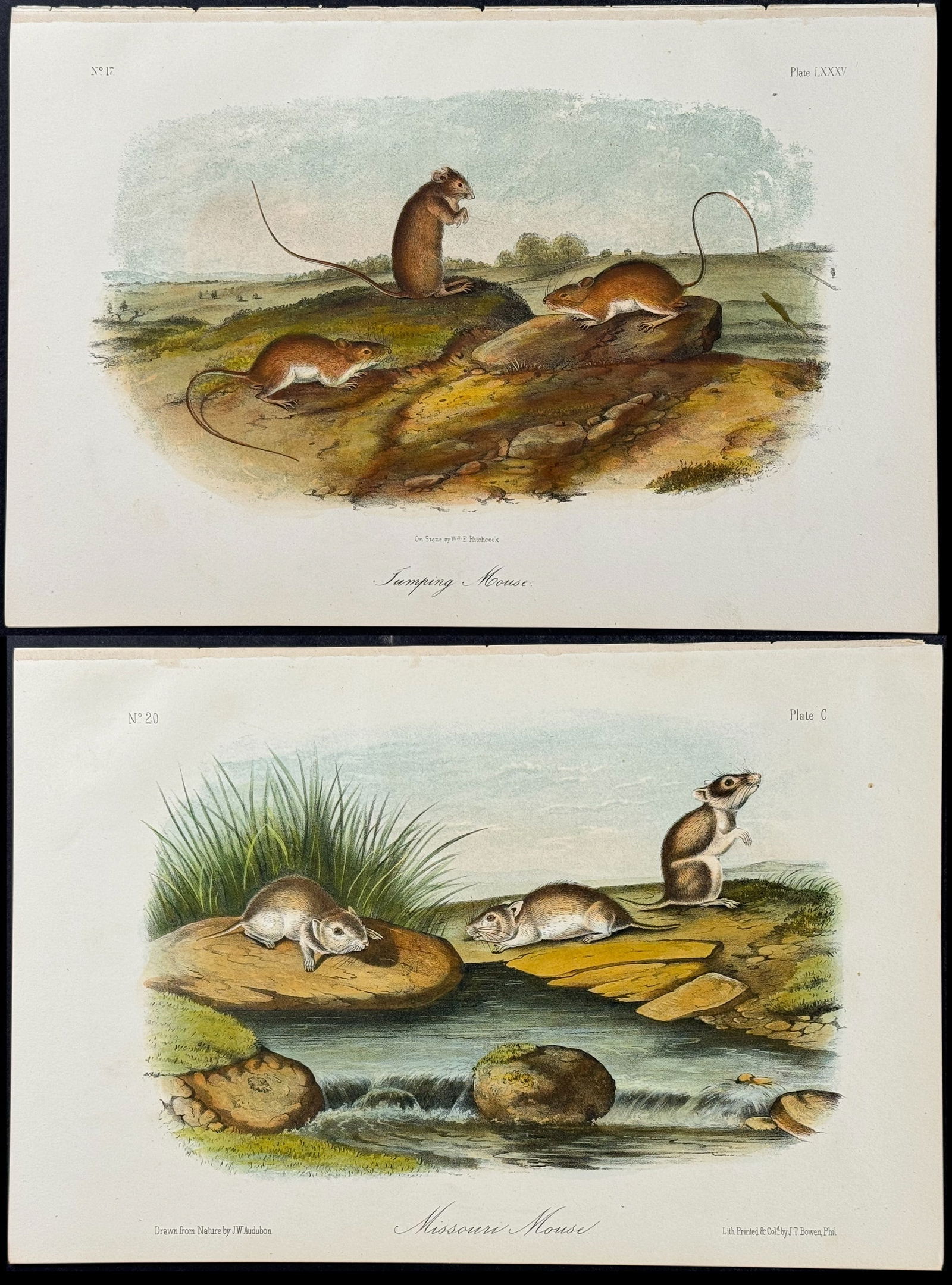 Audubon - 3 Mouse Lithographs (1 of 4)