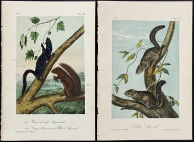 Audubon - 5 Squirrel Lithgoraph