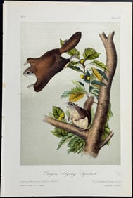 Audubon - Oregon Flying Squirrel. 15