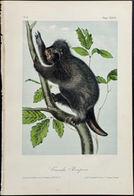 Audubon - Canada Porcupine. 36