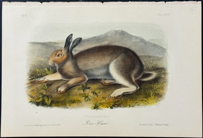 Audubon - Polar Hare. 32