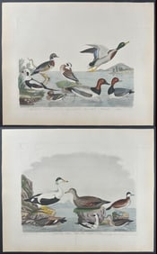 Wilson - Pair of Duck Engravings