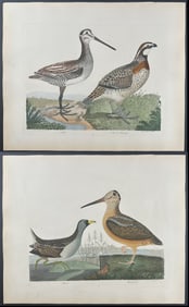 Wilson - Pair of Bird Engravings