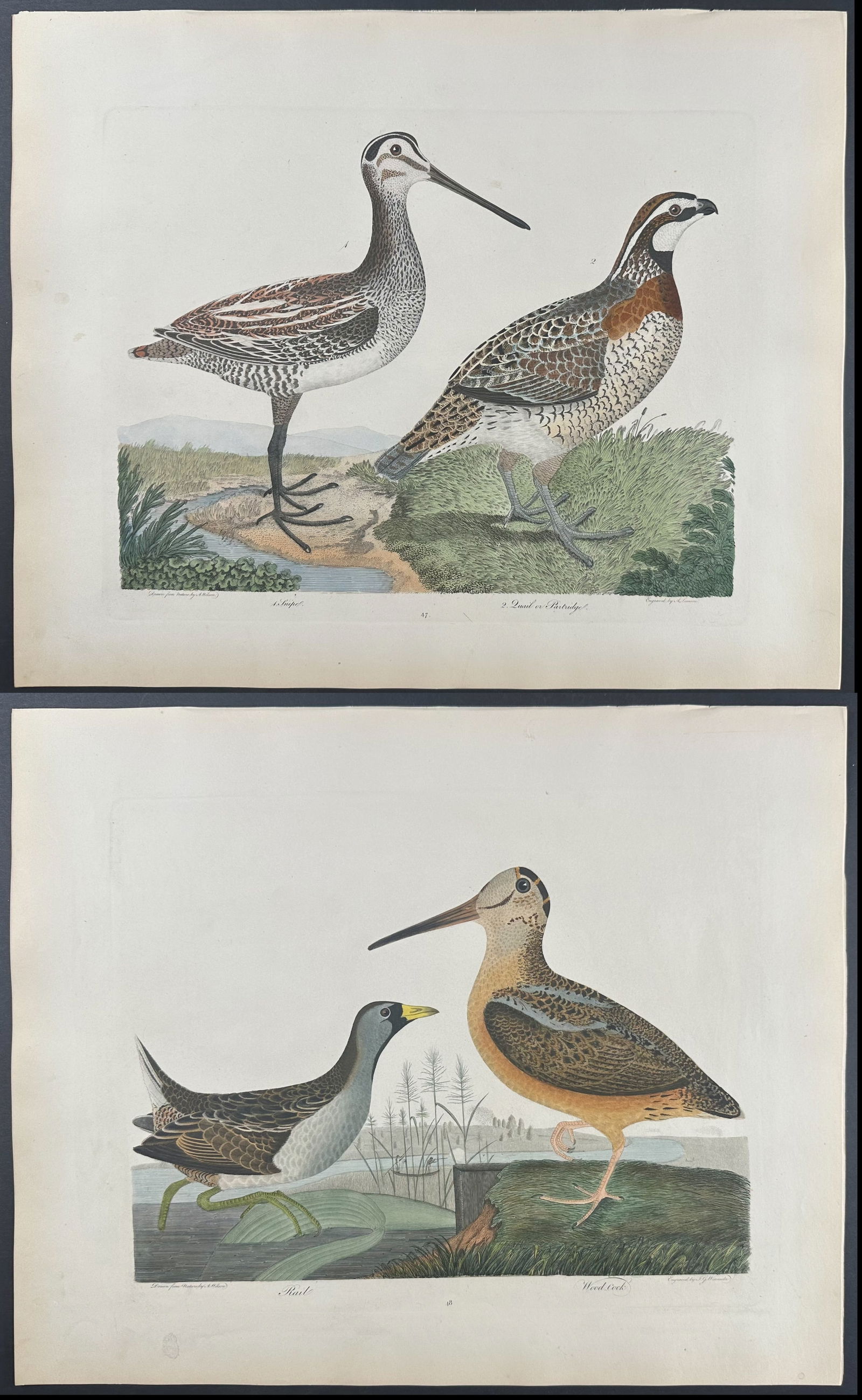 Wilson - Pair of Bird Engravings (1 of 3)