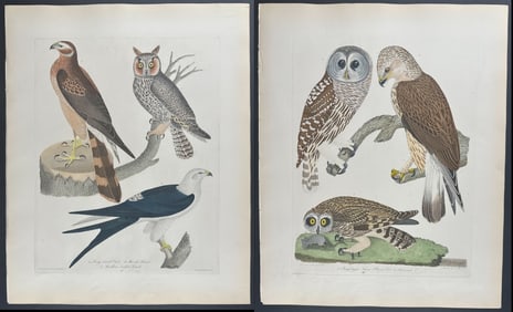 Wilson - Pair of Owl & Bird of Prey Engravings